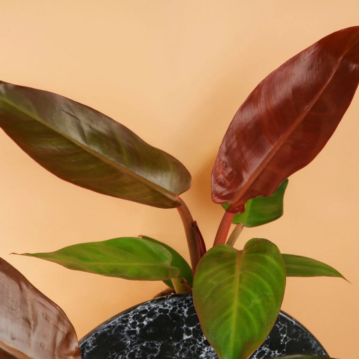PHILODENDRON RED SUN - Image 4