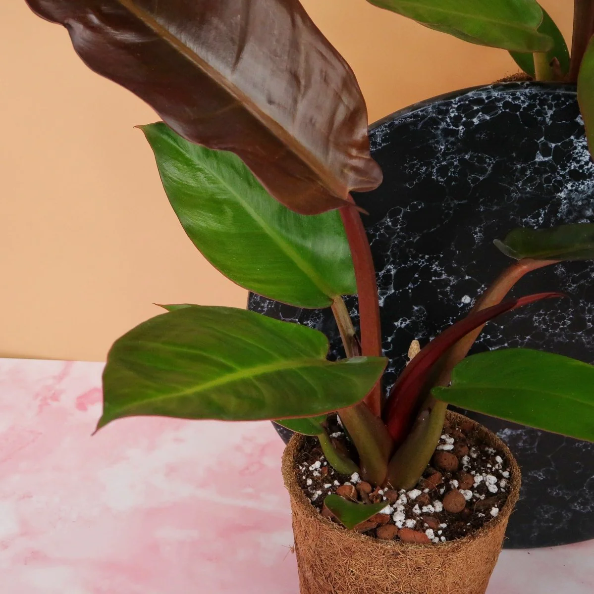 PHILODENDRON RED SUN - Image 5