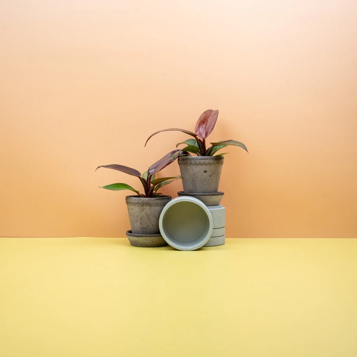 PHILODENDRON RED SUN - Image 6