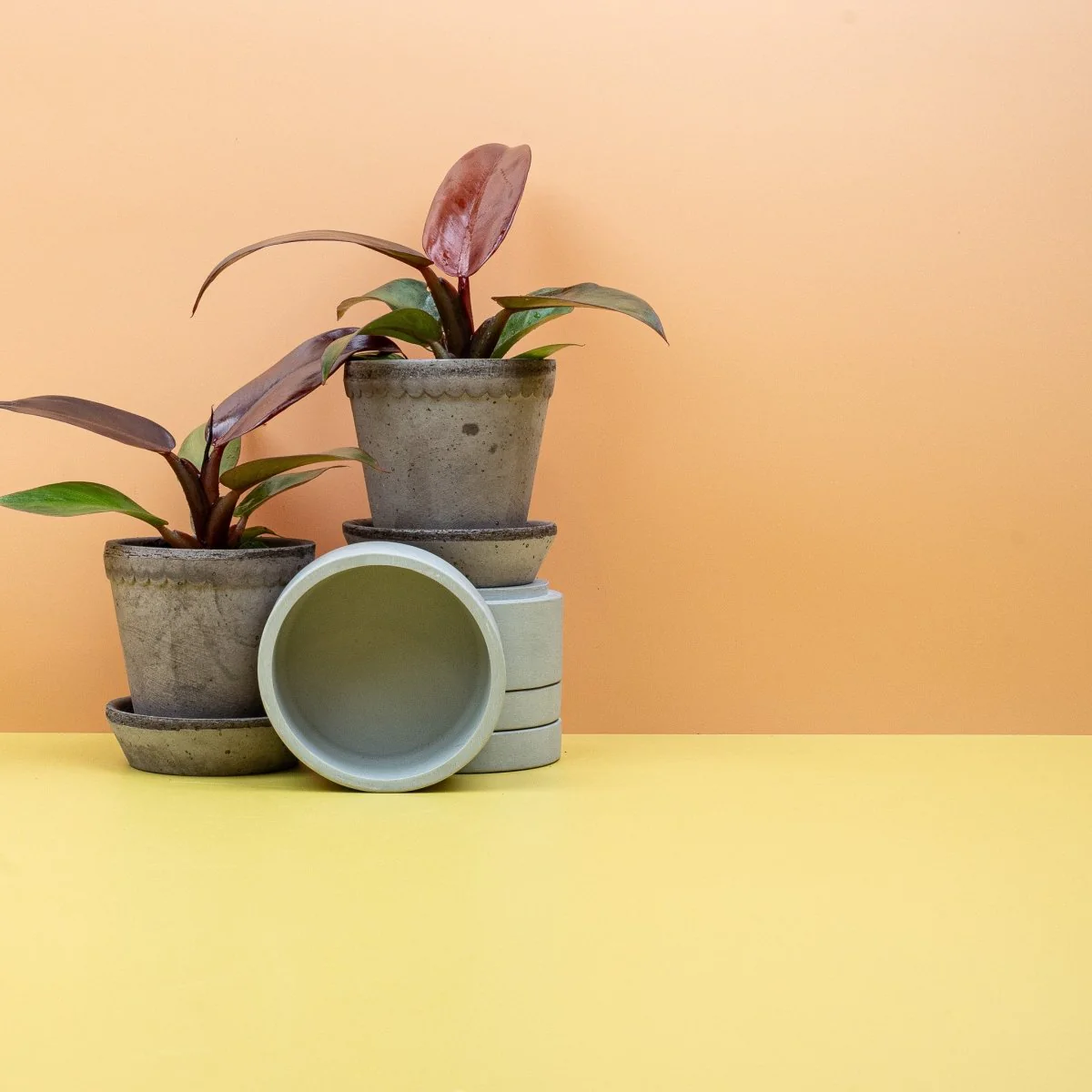 PHILODENDRON RED SUN - Image 7