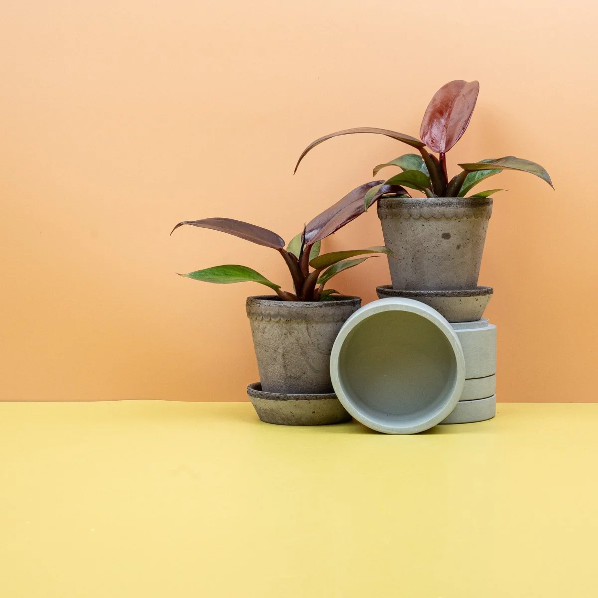 PHILODENDRON RED SUN - Image 8