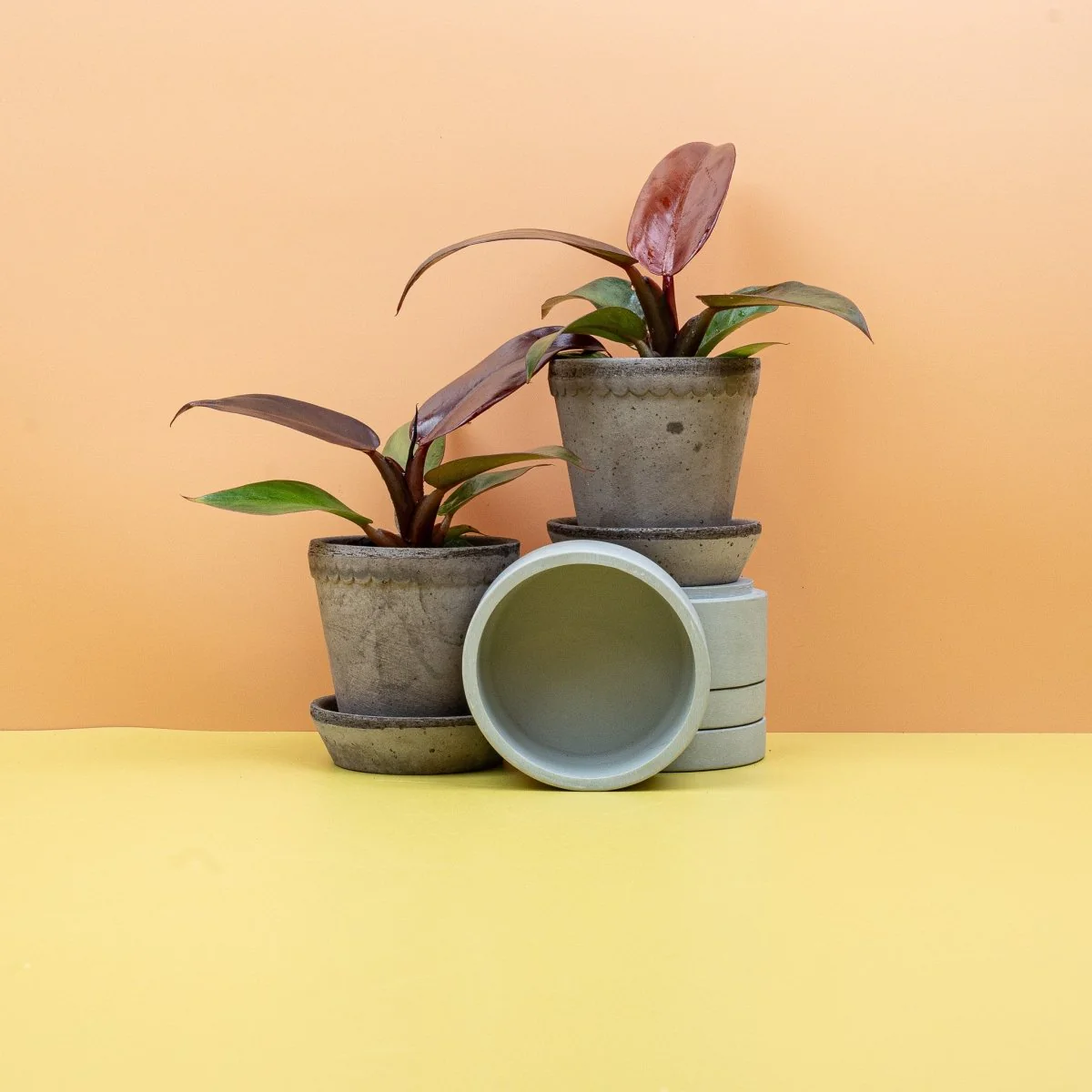 PHILODENDRON RED SUN - Image 9