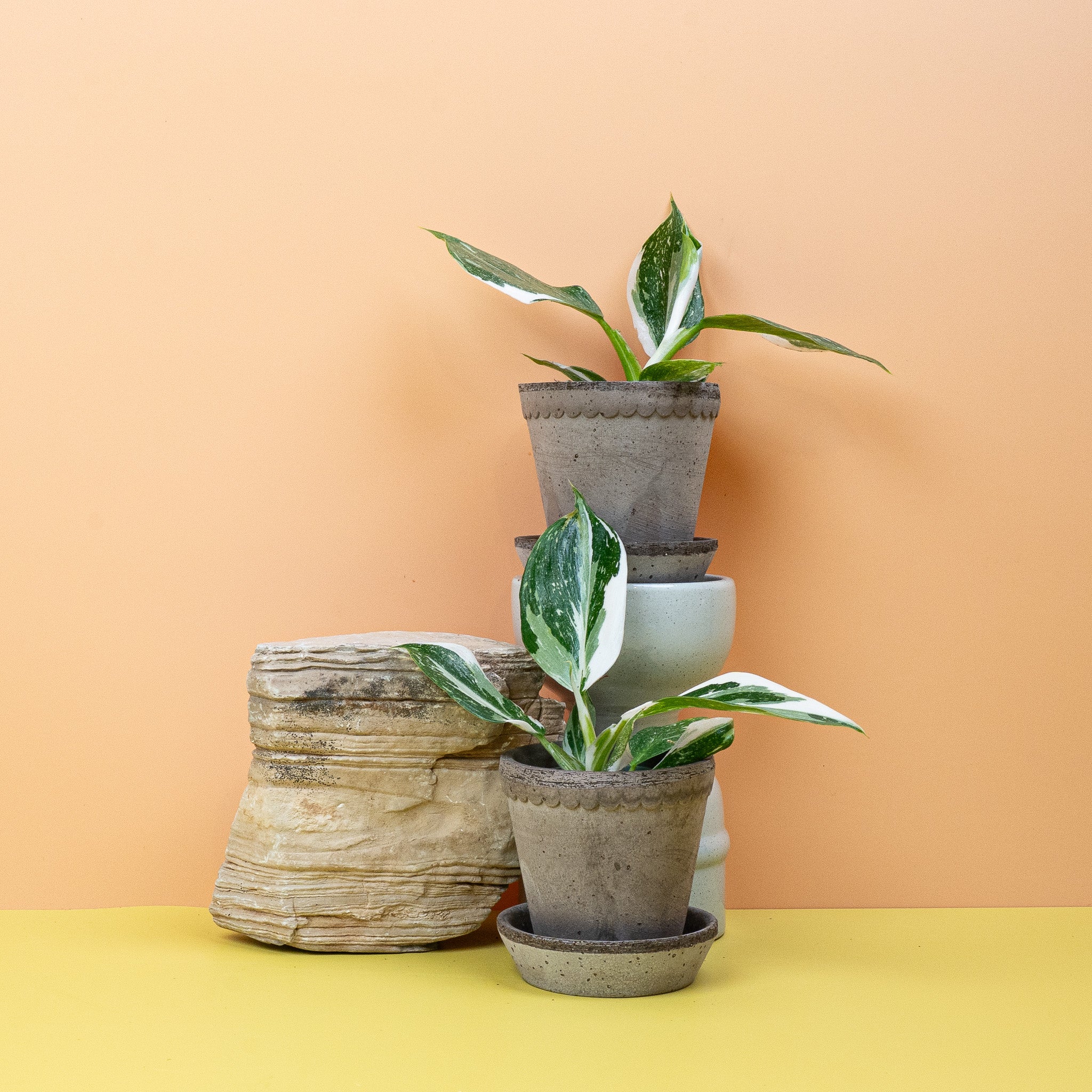 PHILODENDRON WHITE WIZARD - Image 10