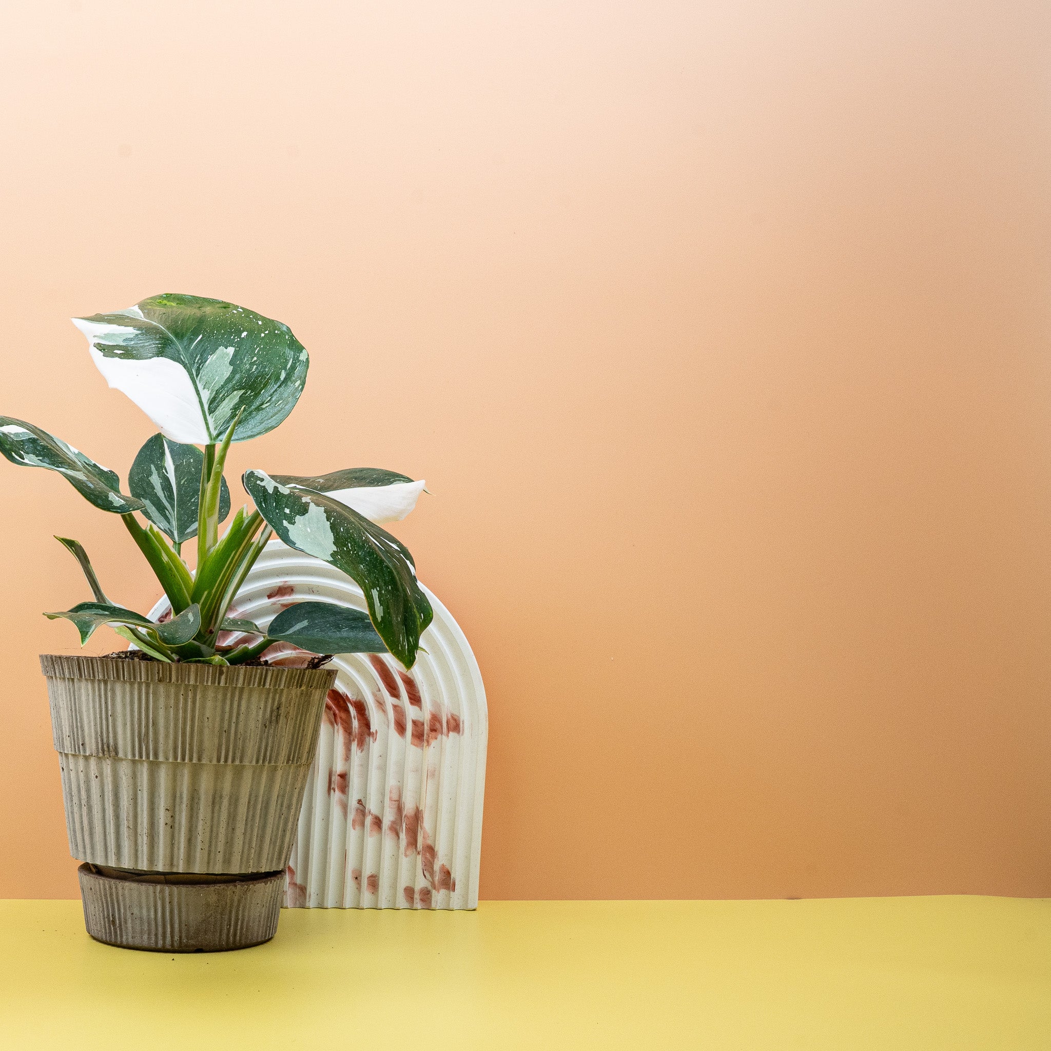 PHILODENDRON WHITE WIZARD - Image 3