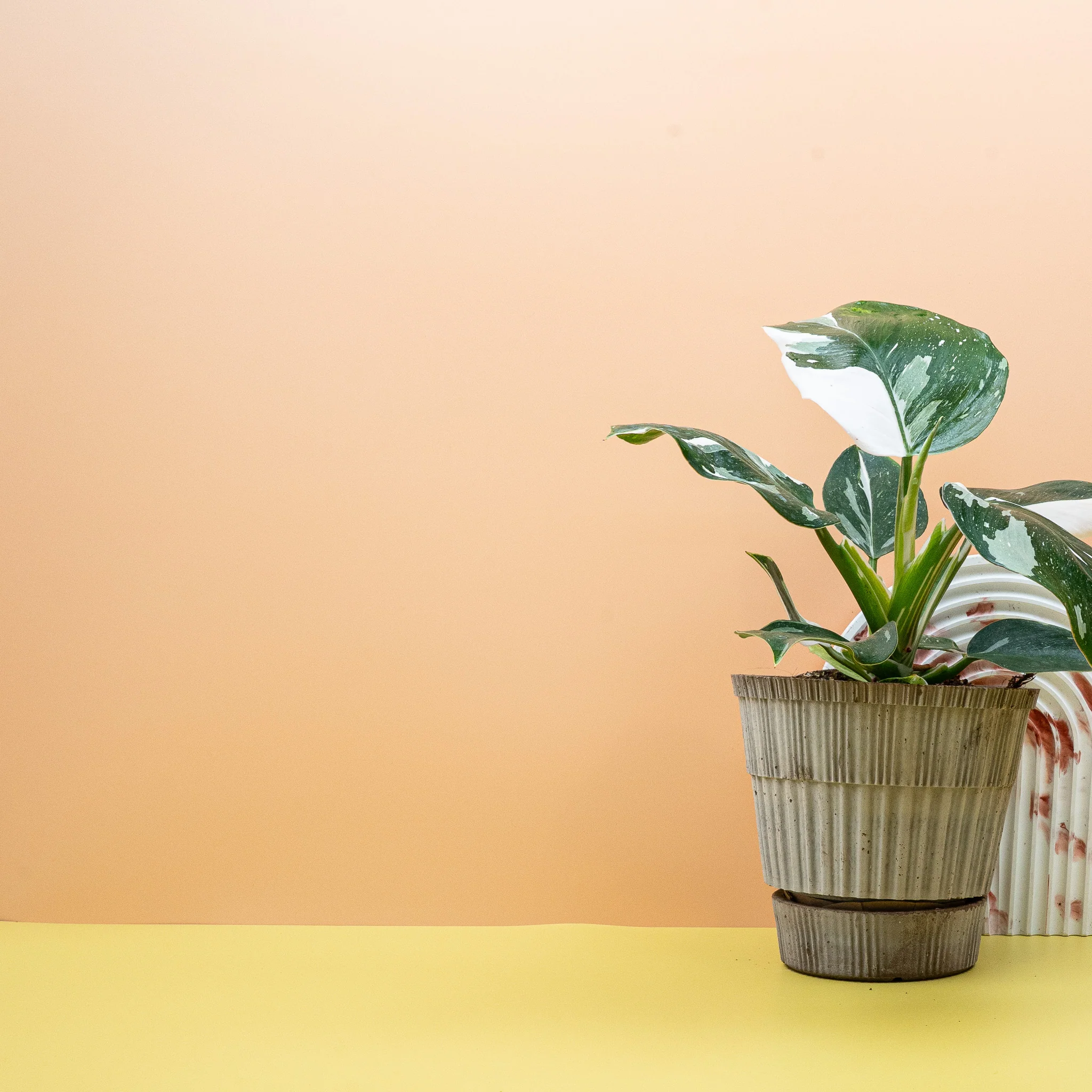 PHILODENDRON WHITE WIZARD - Image 4