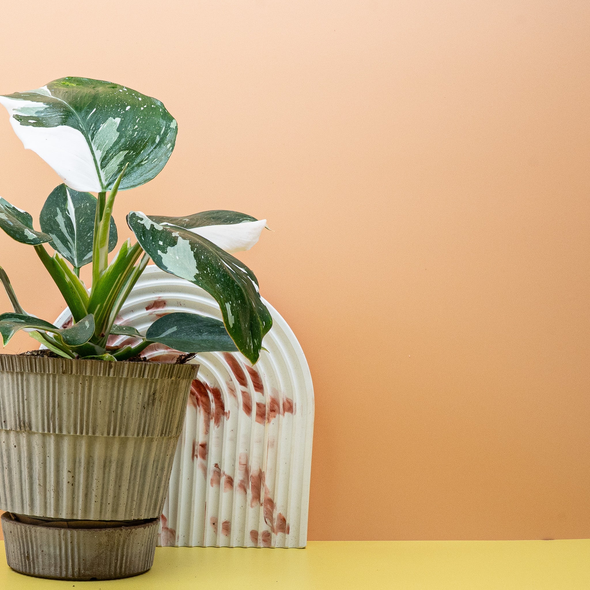 PHILODENDRON WHITE WIZARD - Image 5