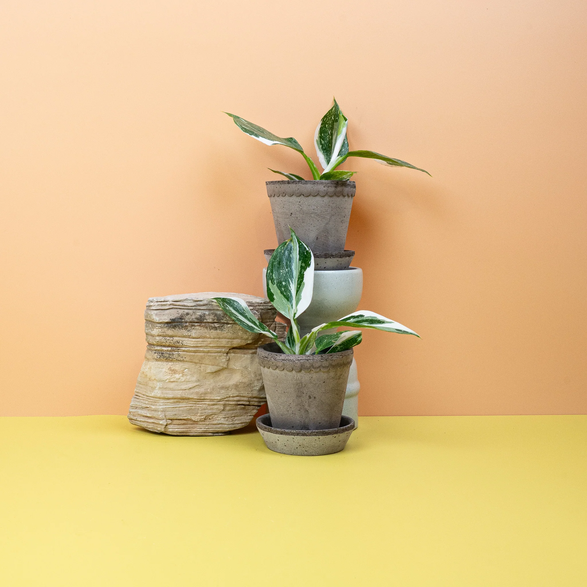 PHILODENDRON WHITE WIZARD - Image 6