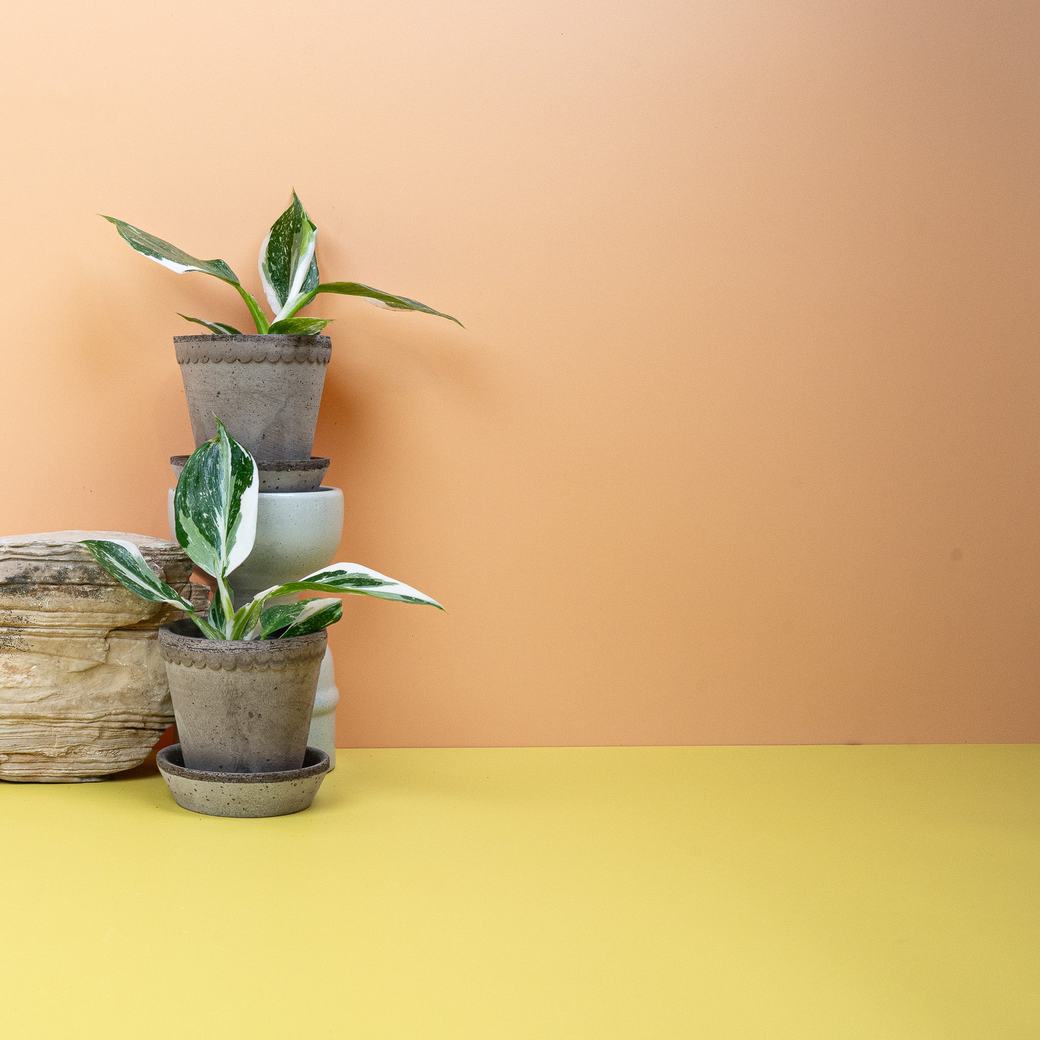 PHILODENDRON WHITE WIZARD - Image 8