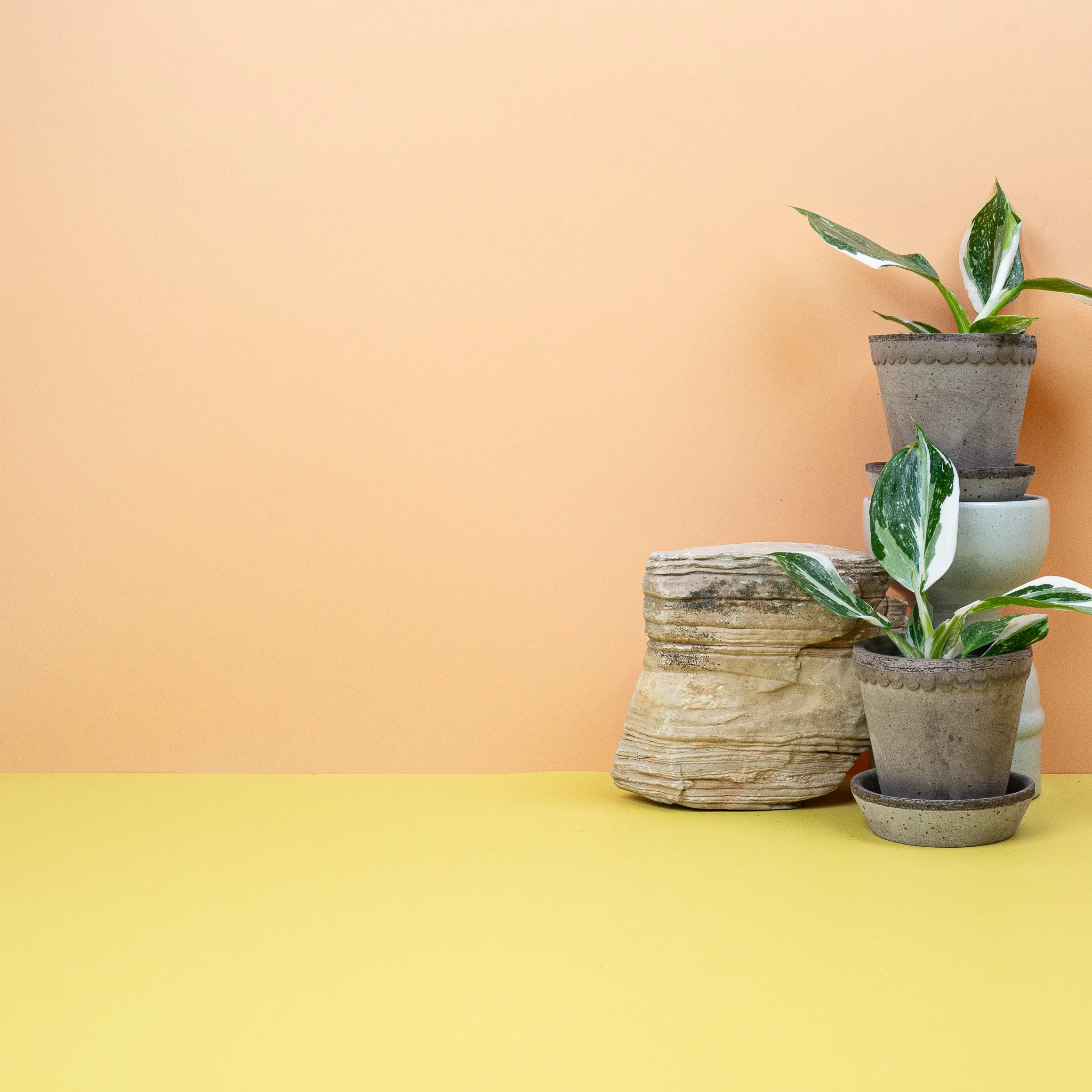 PHILODENDRON WHITE WIZARD - Image 9