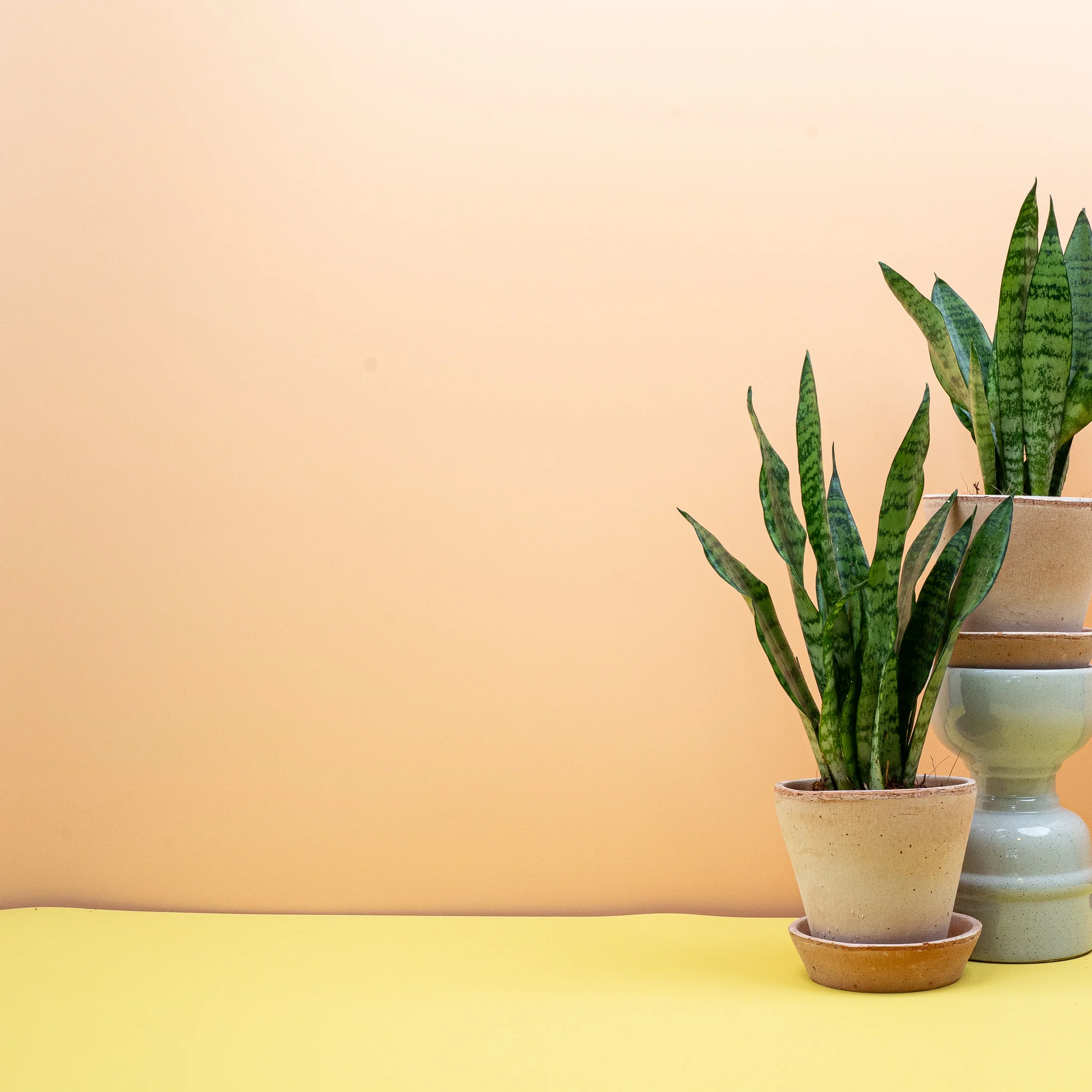 SANSEVIERIA BLACK CORAL - Image 10