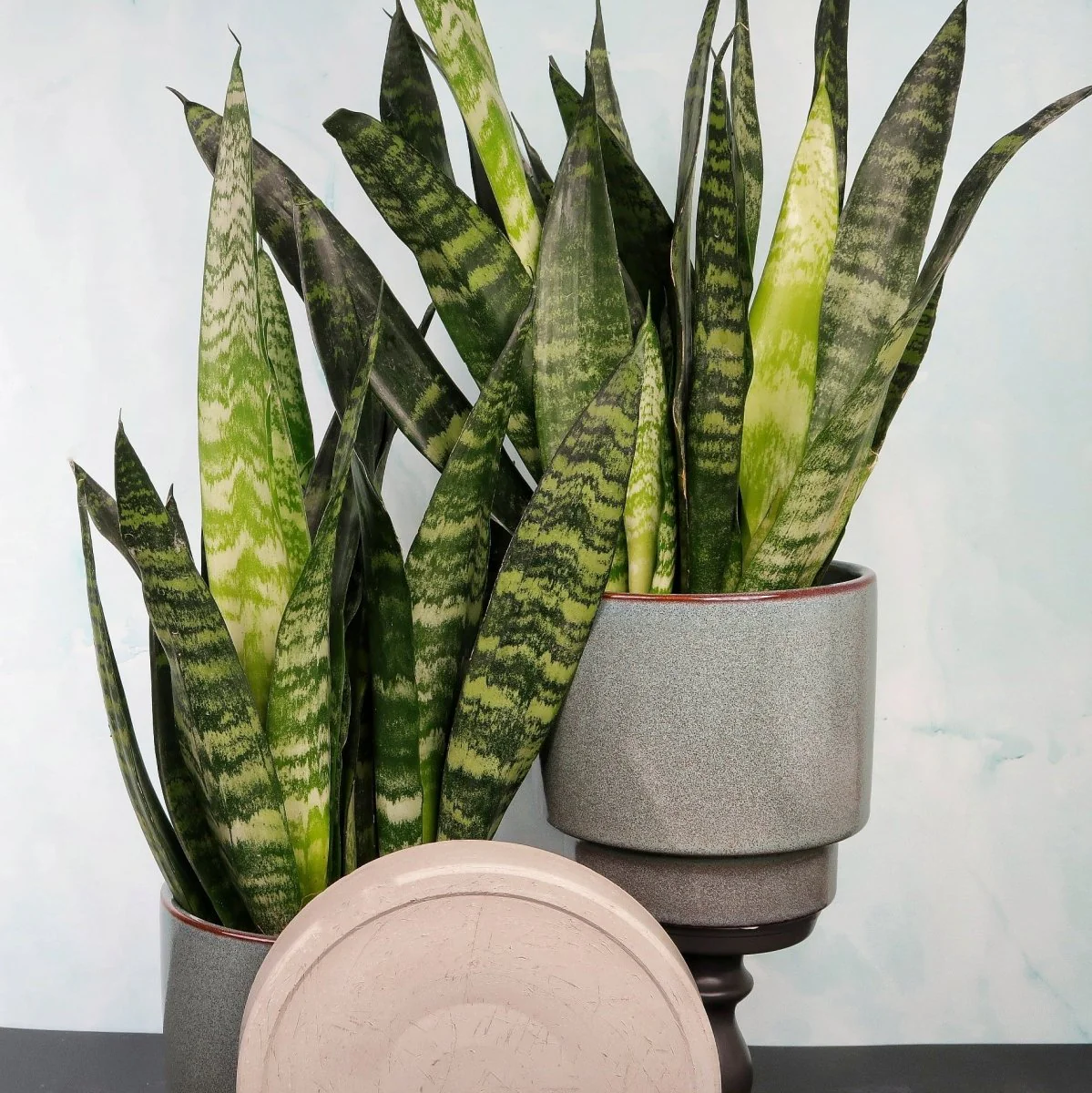 SANSEVIERIA BLACK CORAL - Image 3