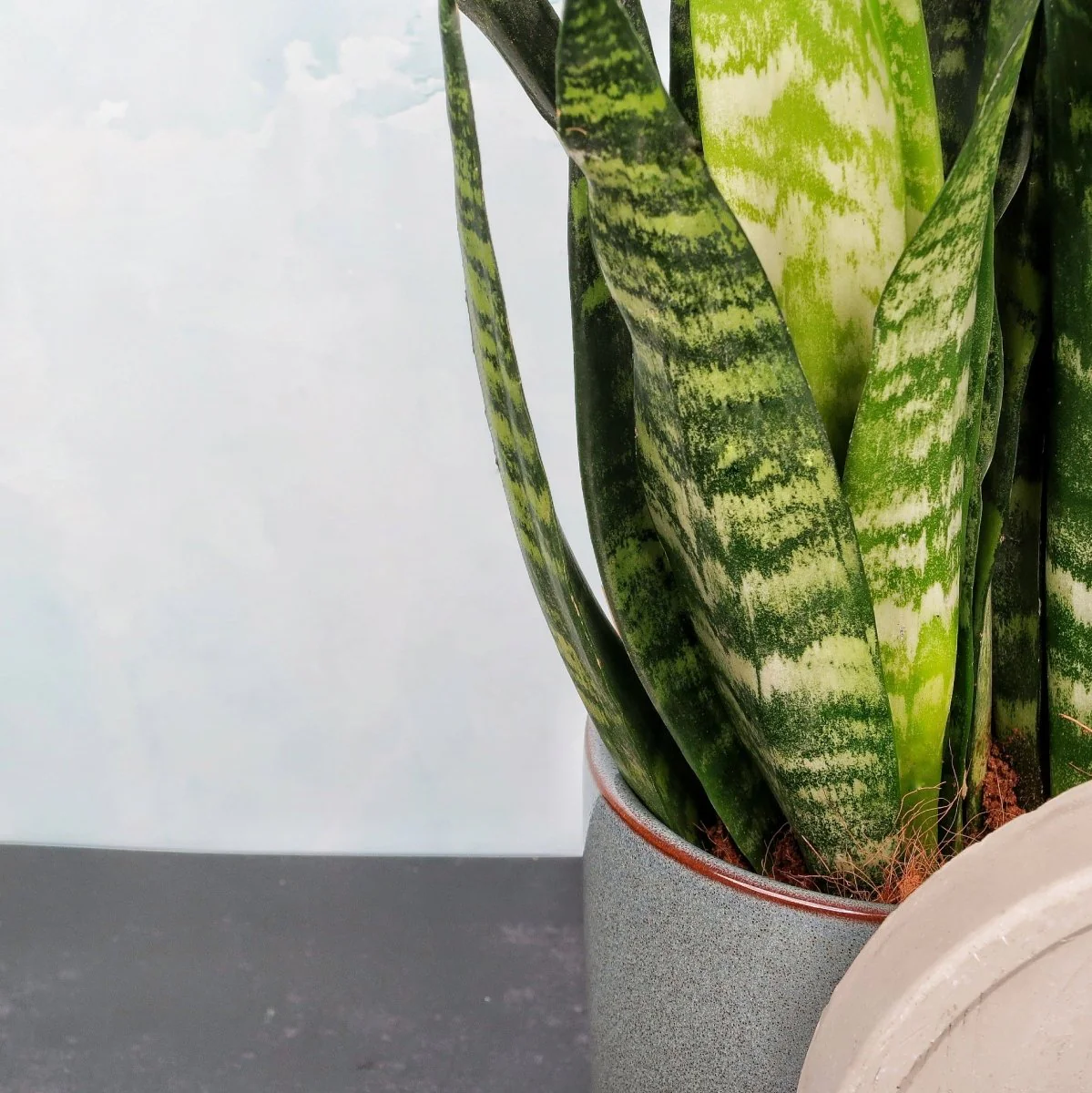 SANSEVIERIA BLACK CORAL - Image 4