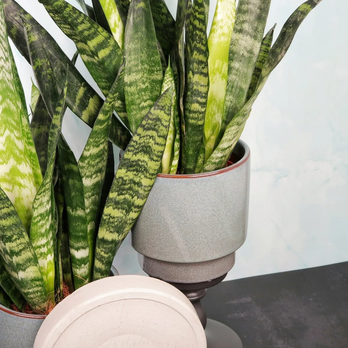 SANSEVIERIA BLACK CORAL - Image 5