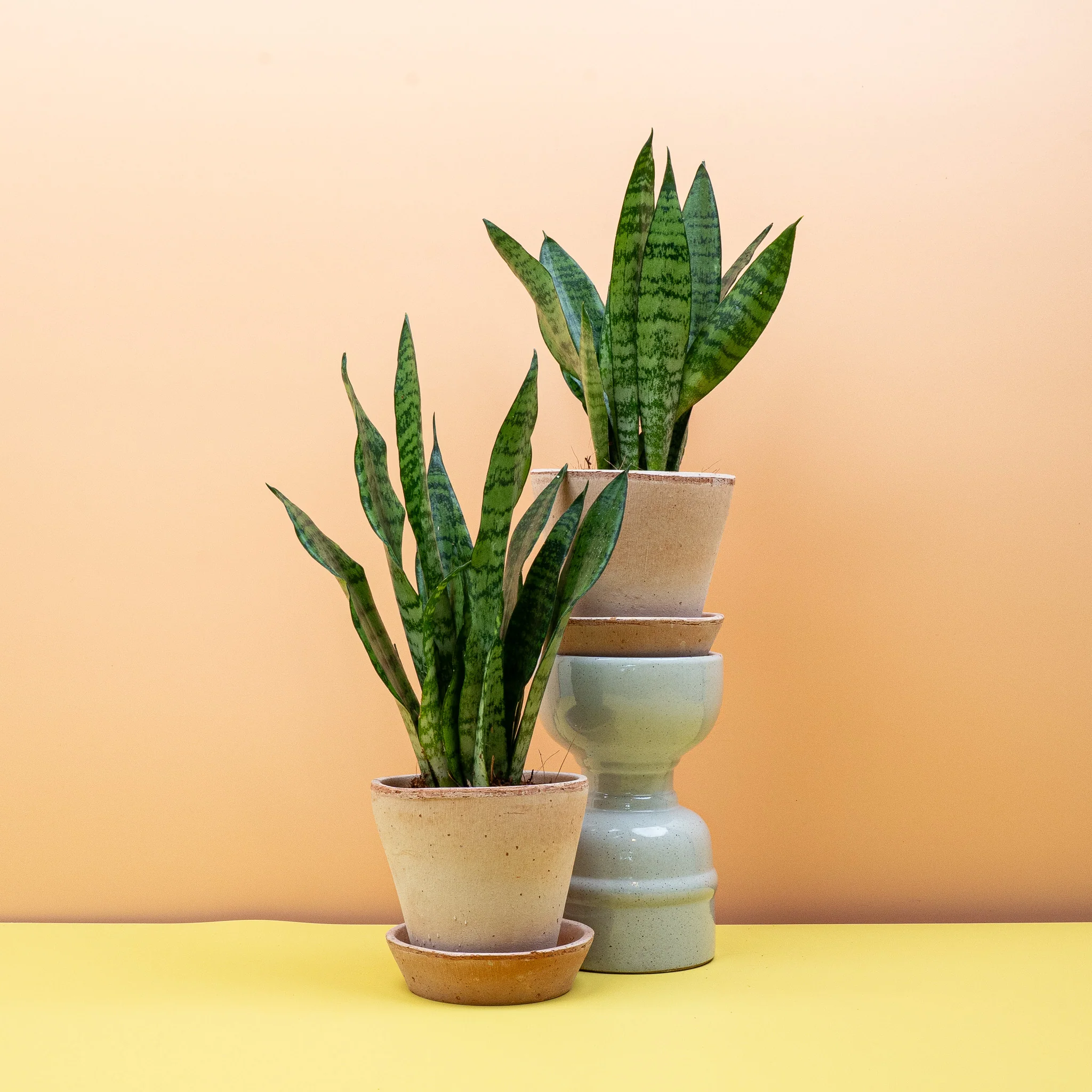 SANSEVIERIA BLACK CORAL - Image 6