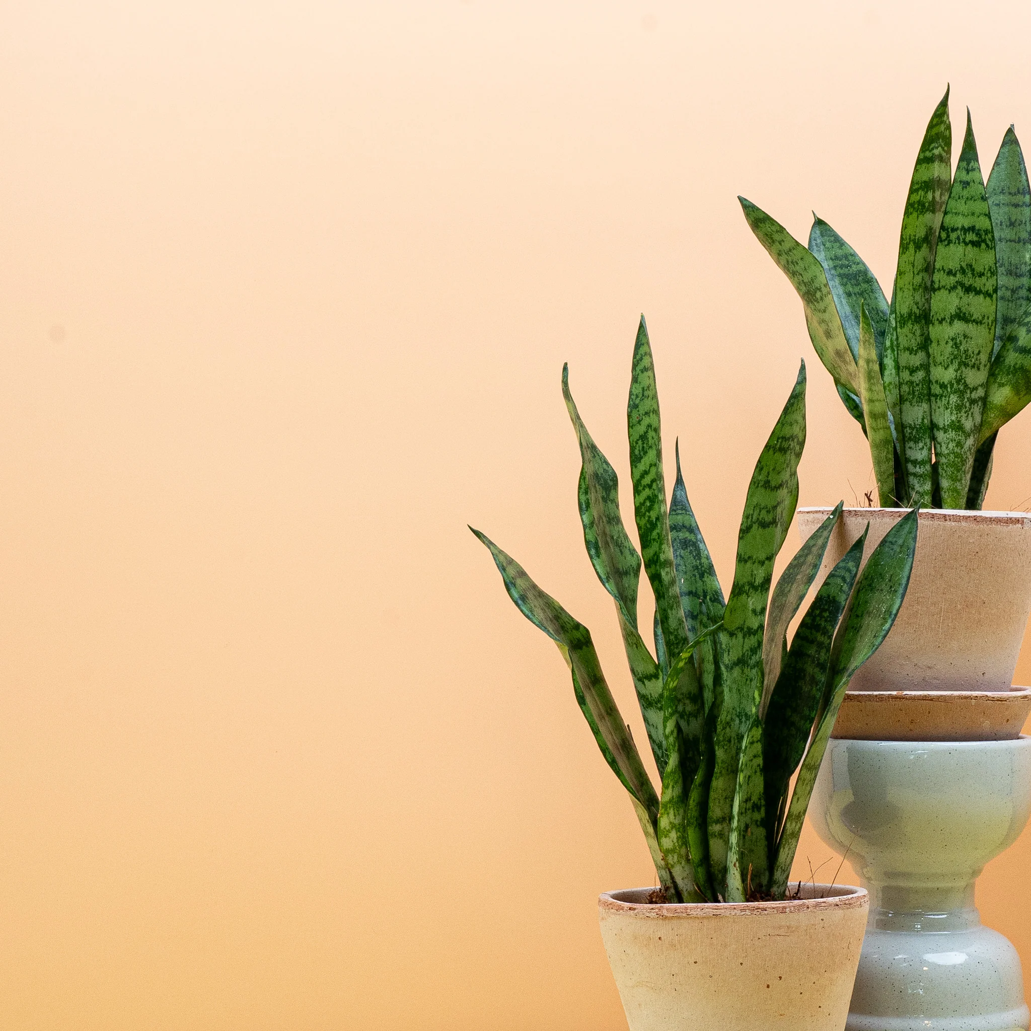 SANSEVIERIA BLACK CORAL - Image 7