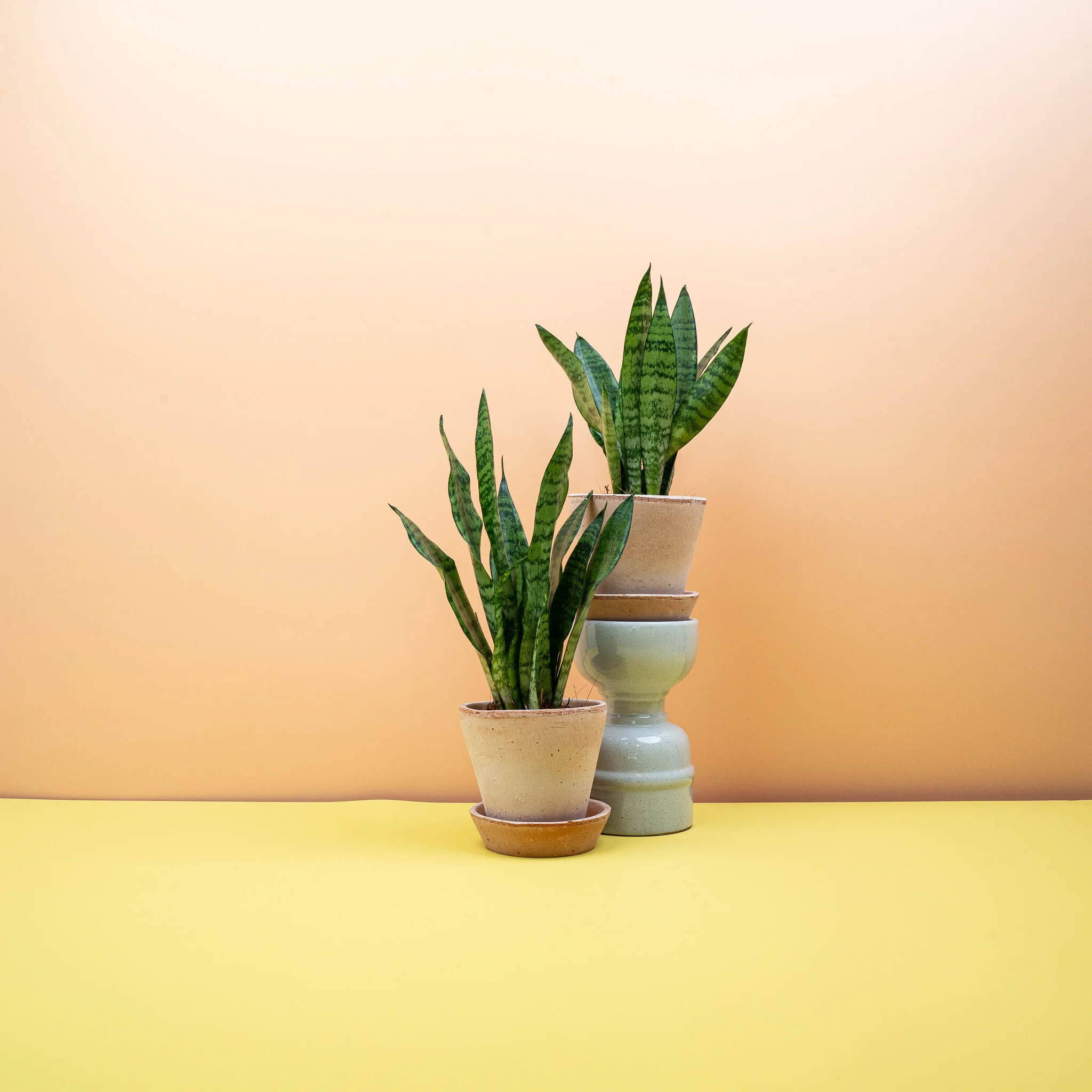 SANSEVIERIA BLACK CORAL - Image 8