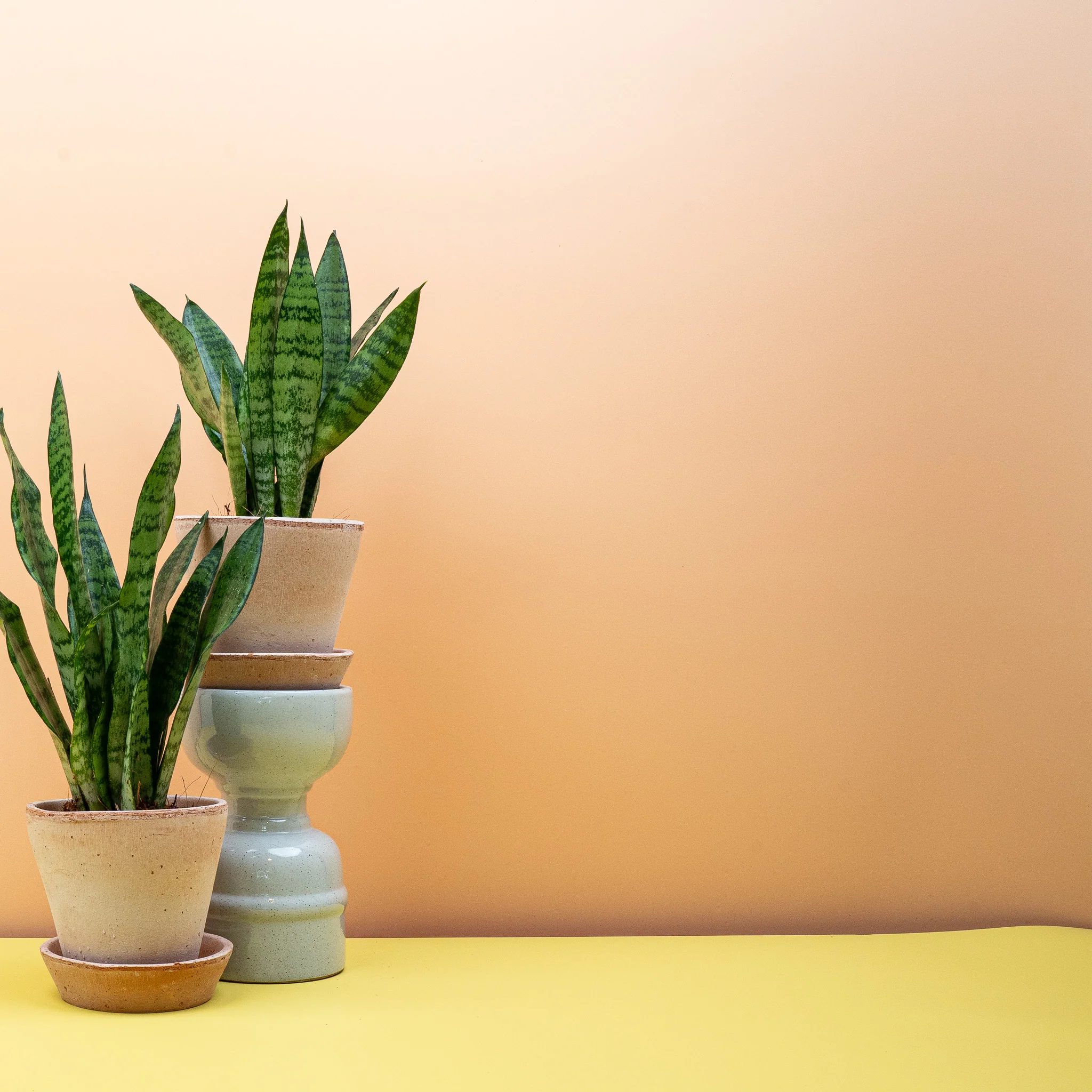 SANSEVIERIA BLACK CORAL - Image 9