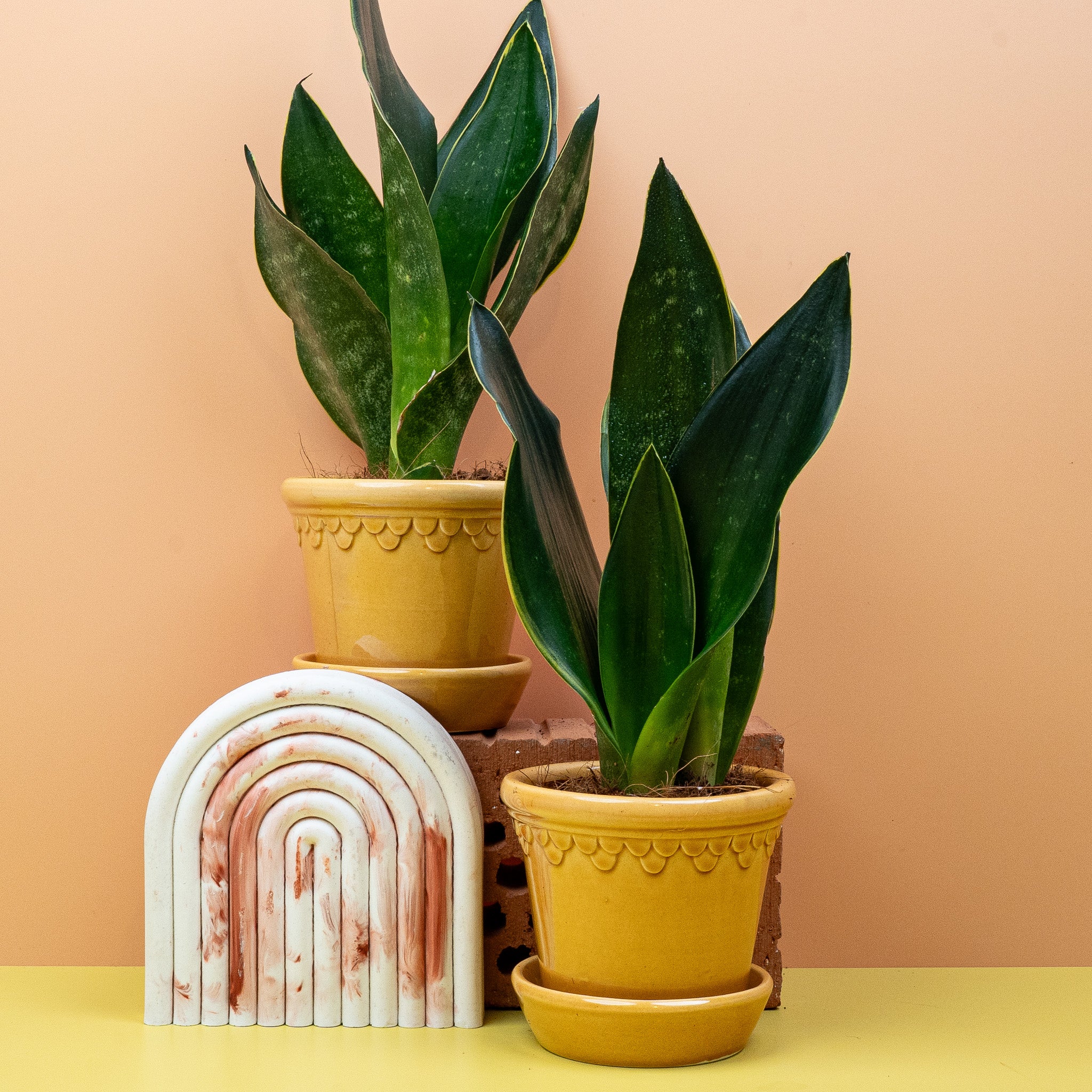 SANSEVIERIA BLACK DIAMOND - Image 10