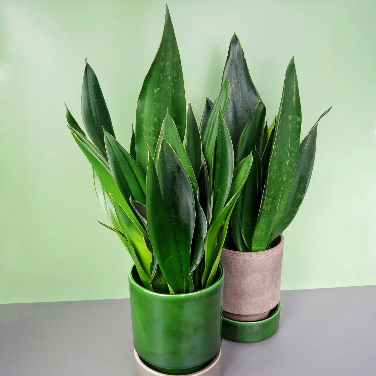 SANSEVIERIA BLACK DIAMOND - Image 4