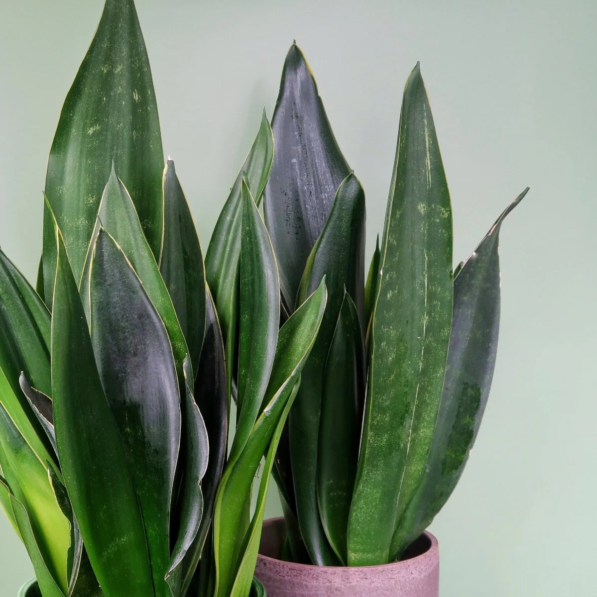 SANSEVIERIA BLACK DIAMOND - Image 5