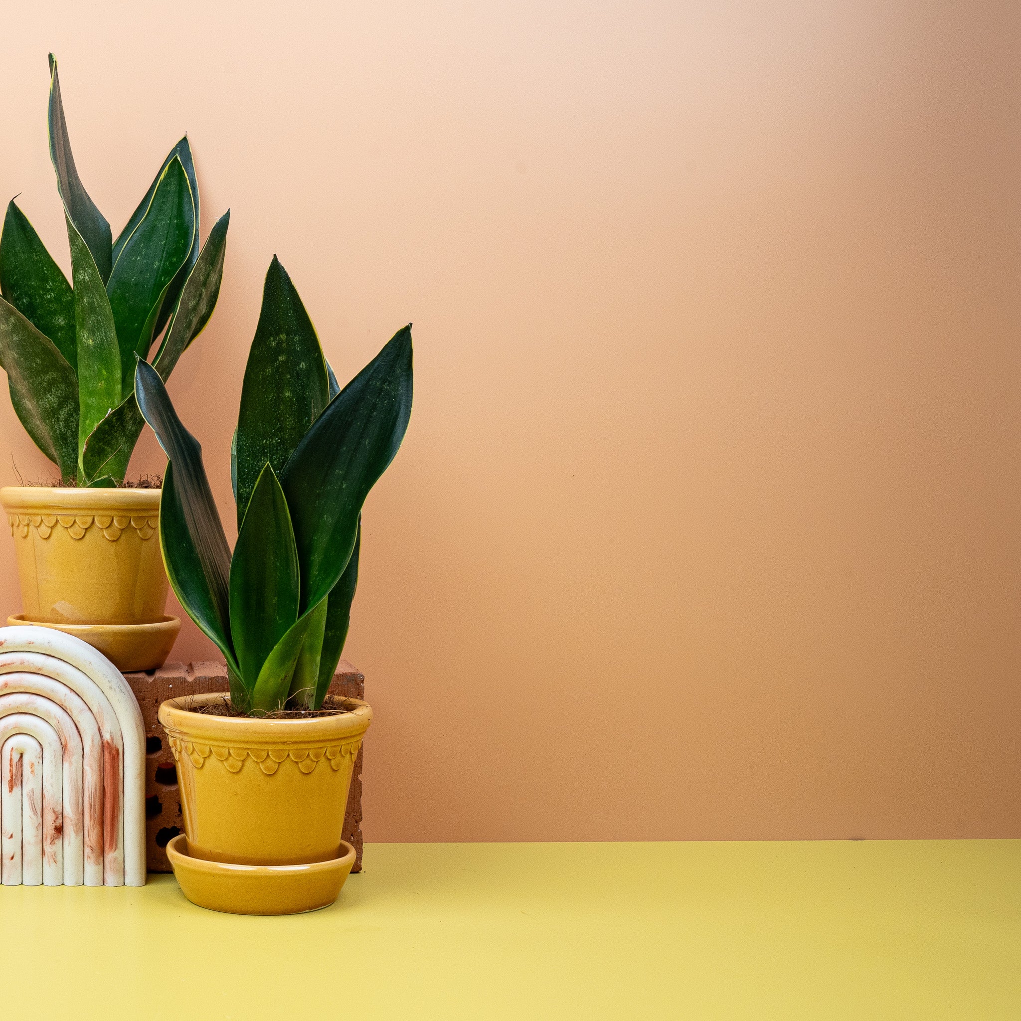 SANSEVIERIA BLACK DIAMOND - Image 7