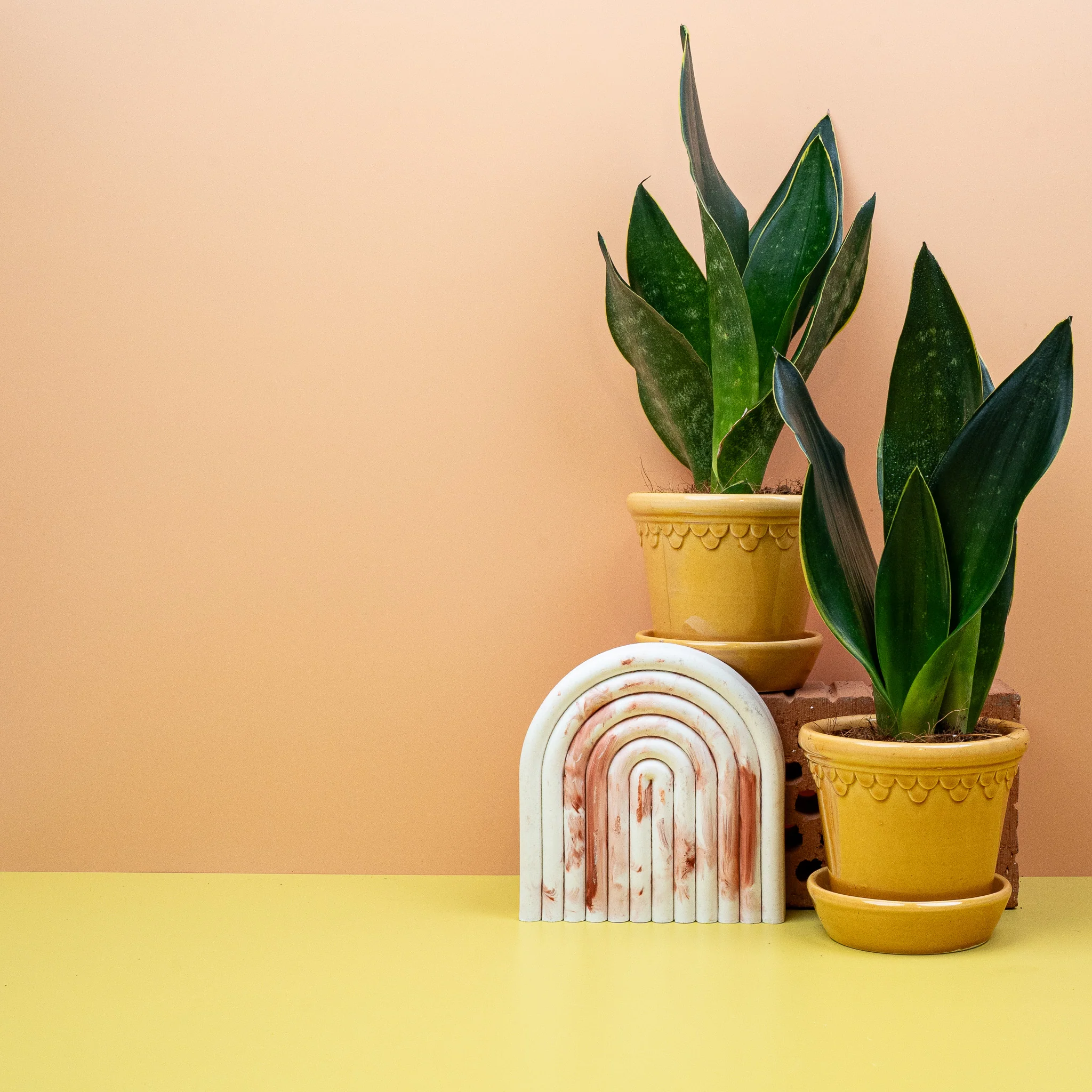 SANSEVIERIA BLACK DIAMOND - Image 8