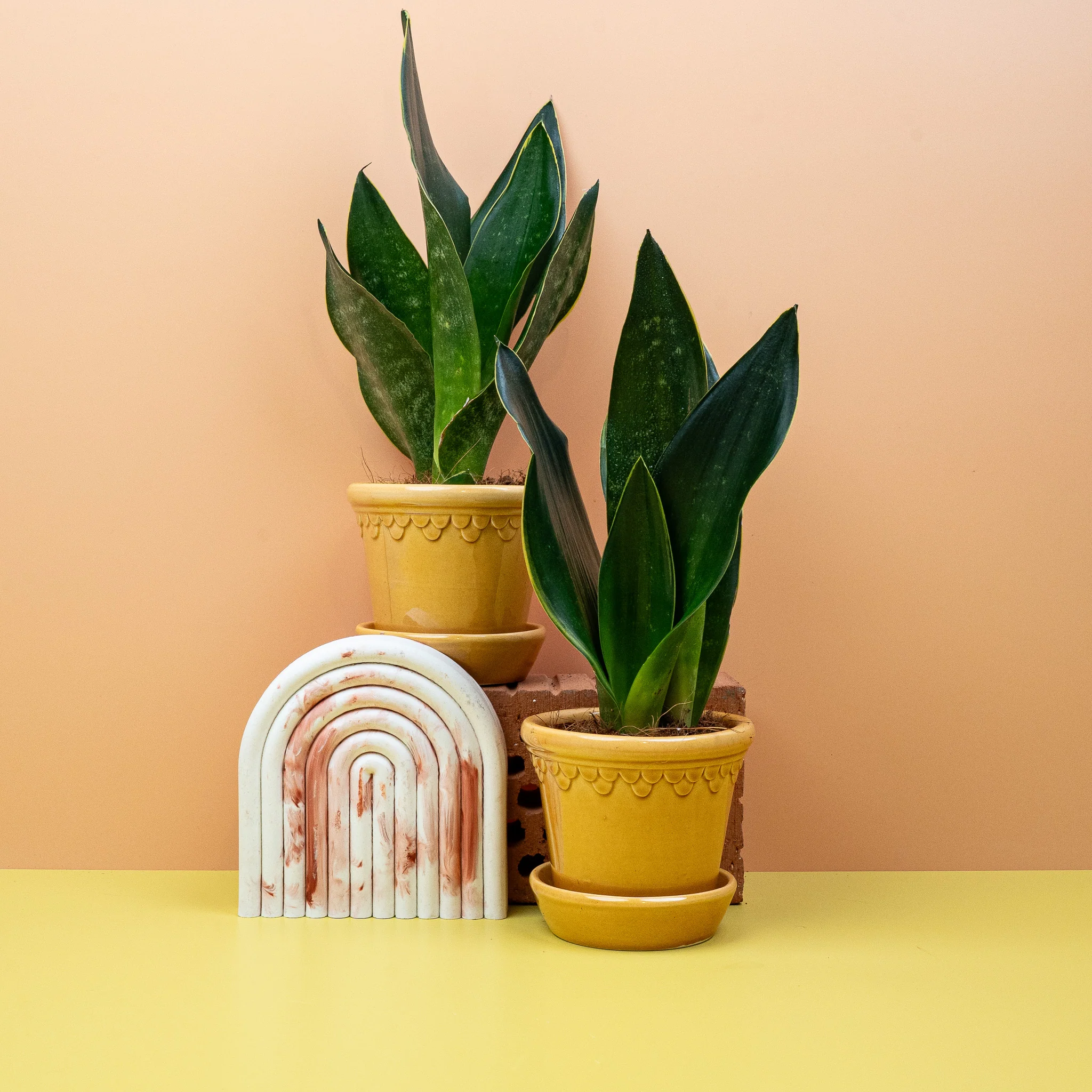 SANSEVIERIA BLACK DIAMOND - Image 9