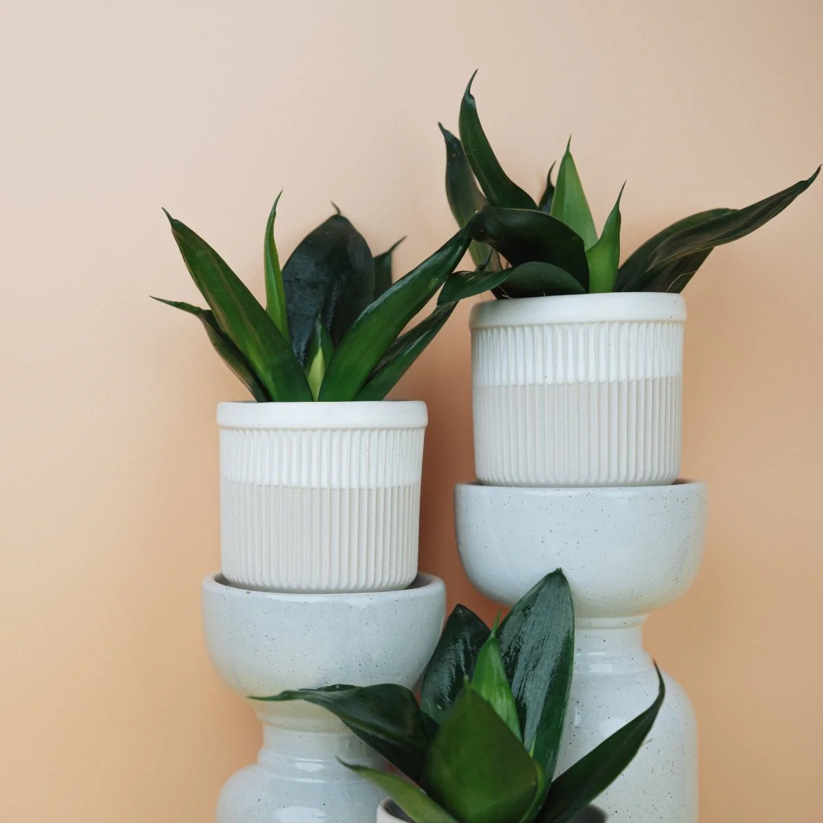 SANSEVIERIA BLACK HAHNII - Image 3