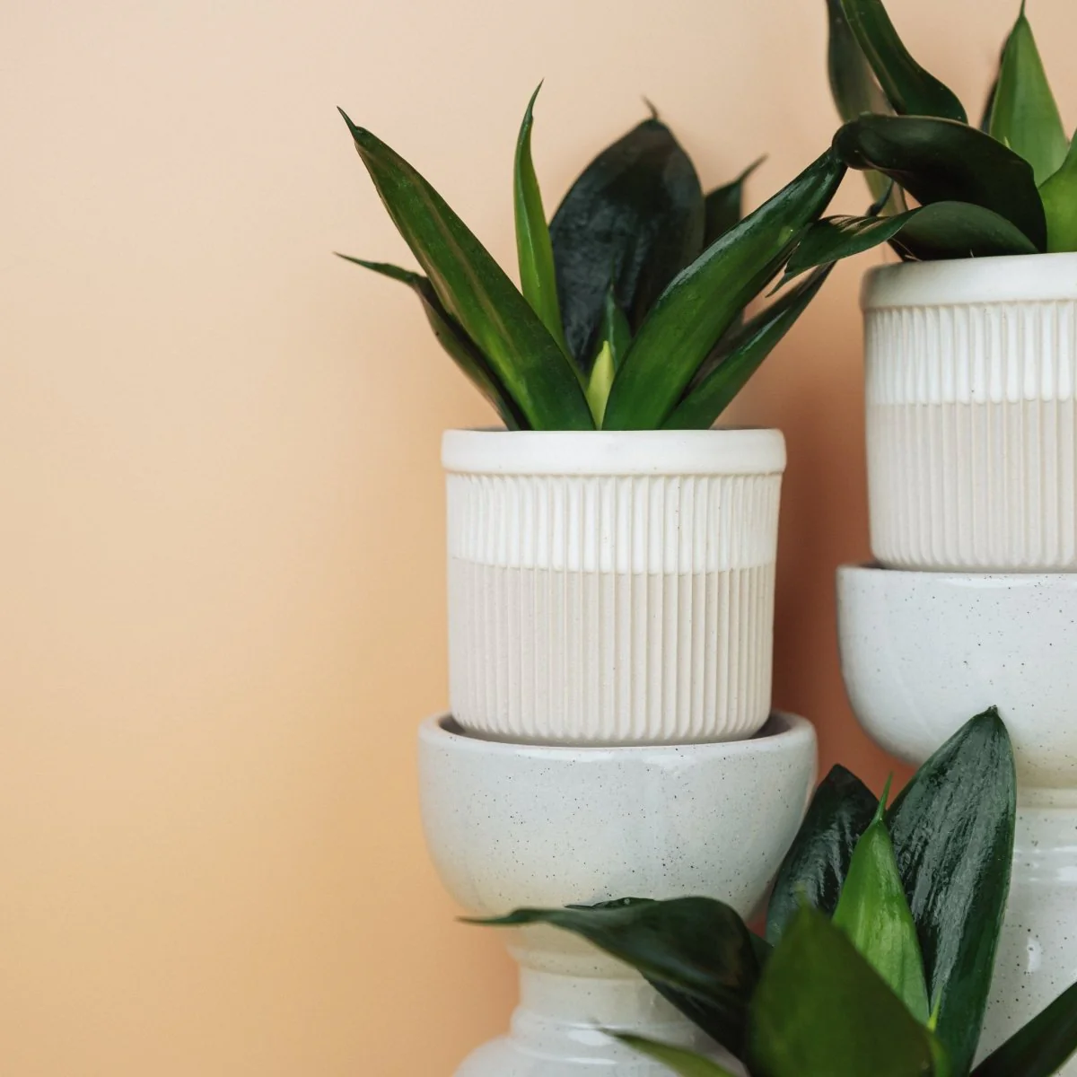 SANSEVIERIA BLACK HAHNII - Image 4