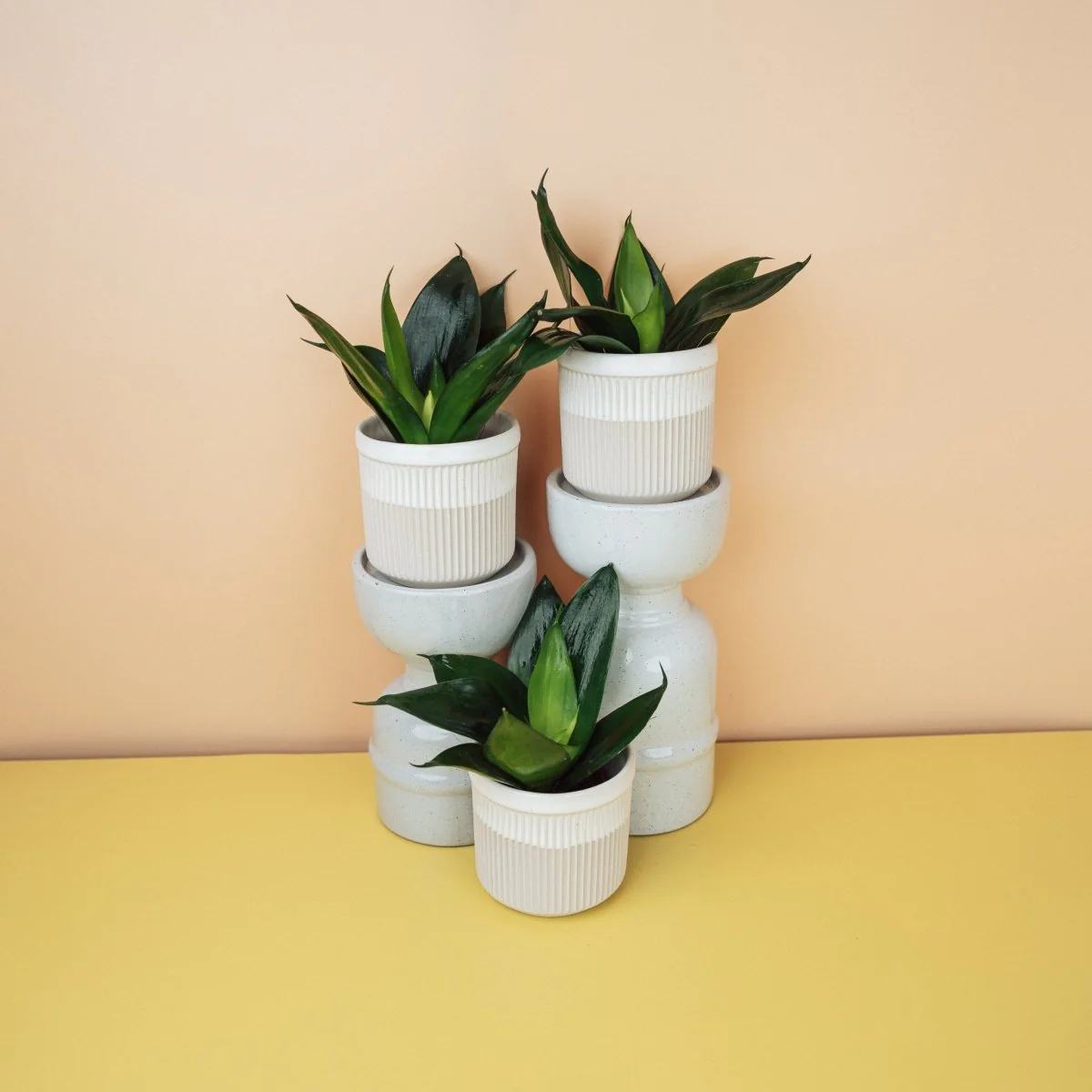 SANSEVIERIA BLACK HAHNII - Image 5