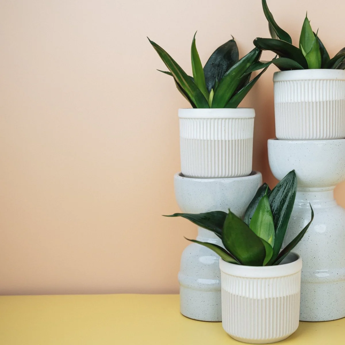 SANSEVIERIA BLACK HAHNII - Image 6