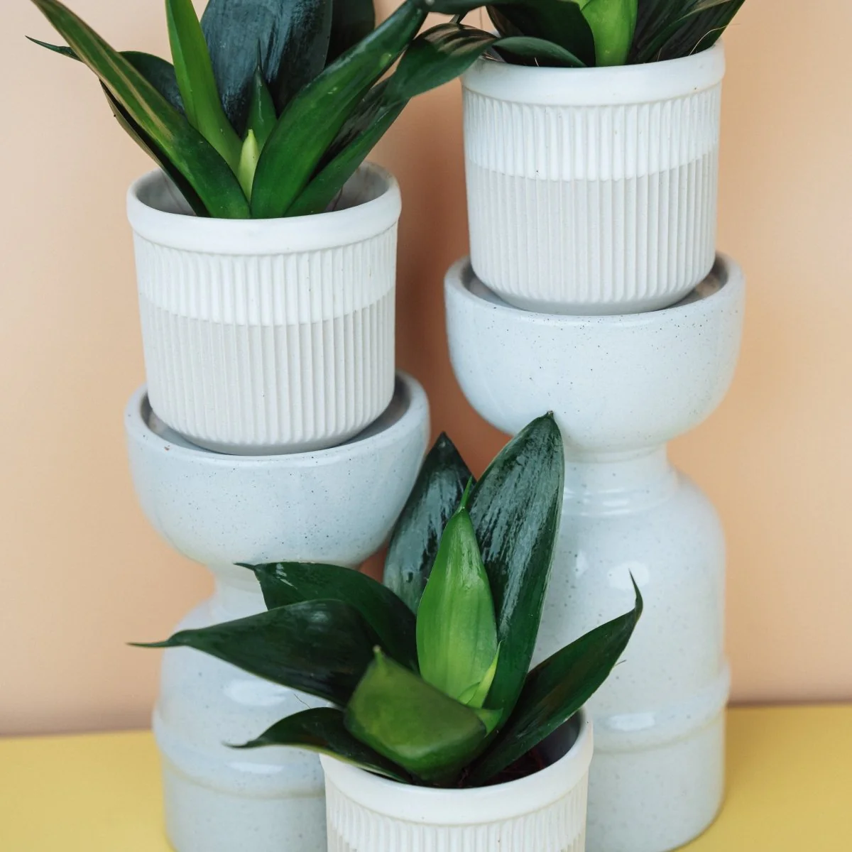 SANSEVIERIA BLACK HAHNII - Image 7
