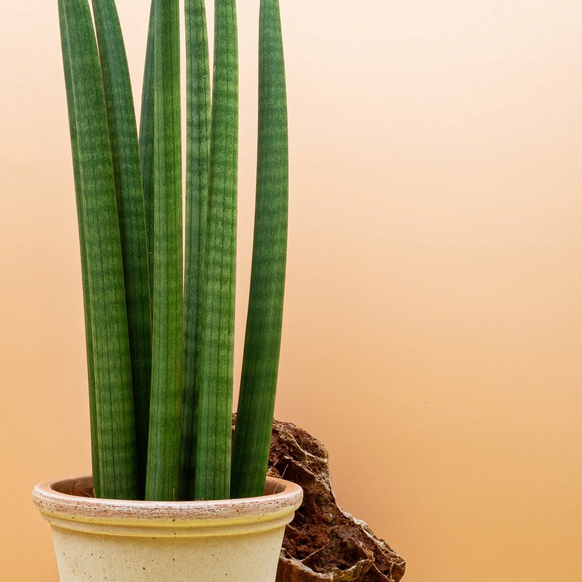 SANSEVIERIA CYLINDRICA STRAIGH - Image 10