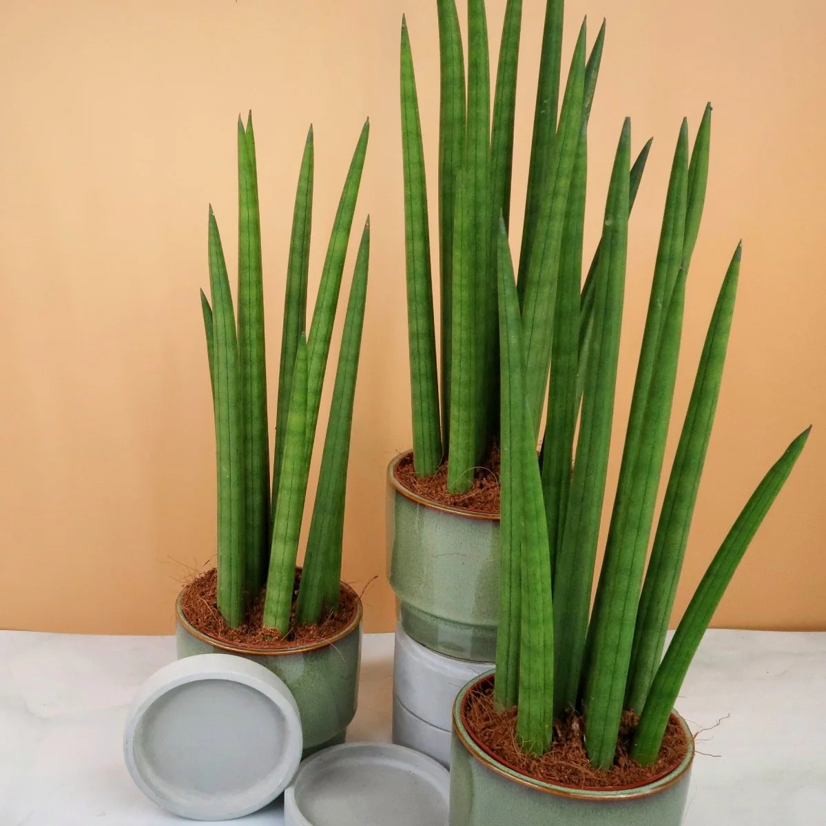 SANSEVIERIA CYLINDRICA STRAIGH - Image 3