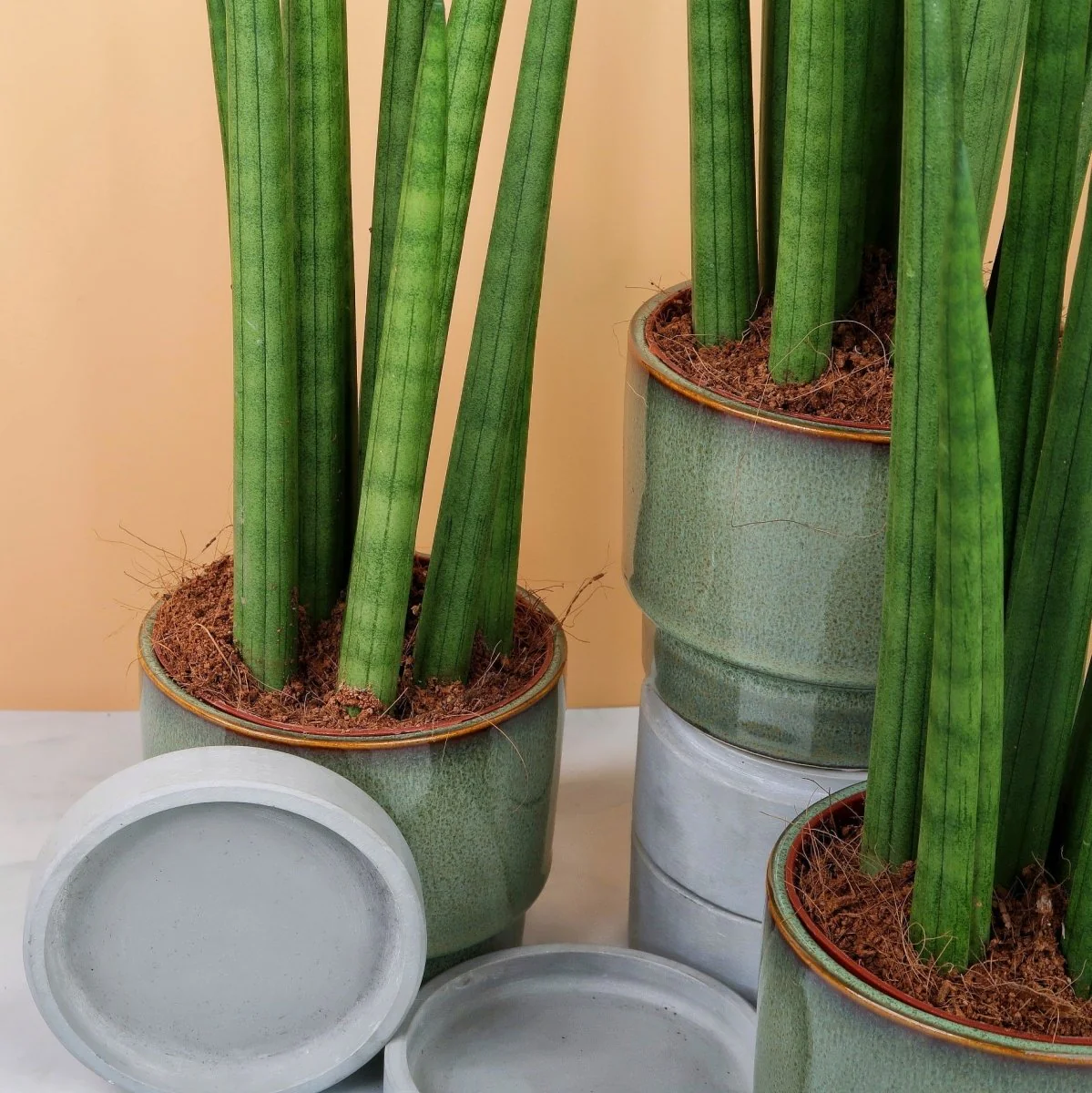 SANSEVIERIA CYLINDRICA STRAIGH - Image 4