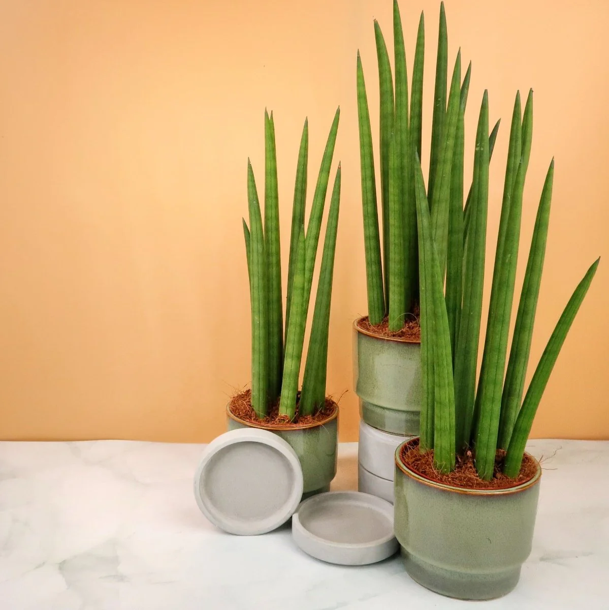 SANSEVIERIA CYLINDRICA STRAIGH - Image 5