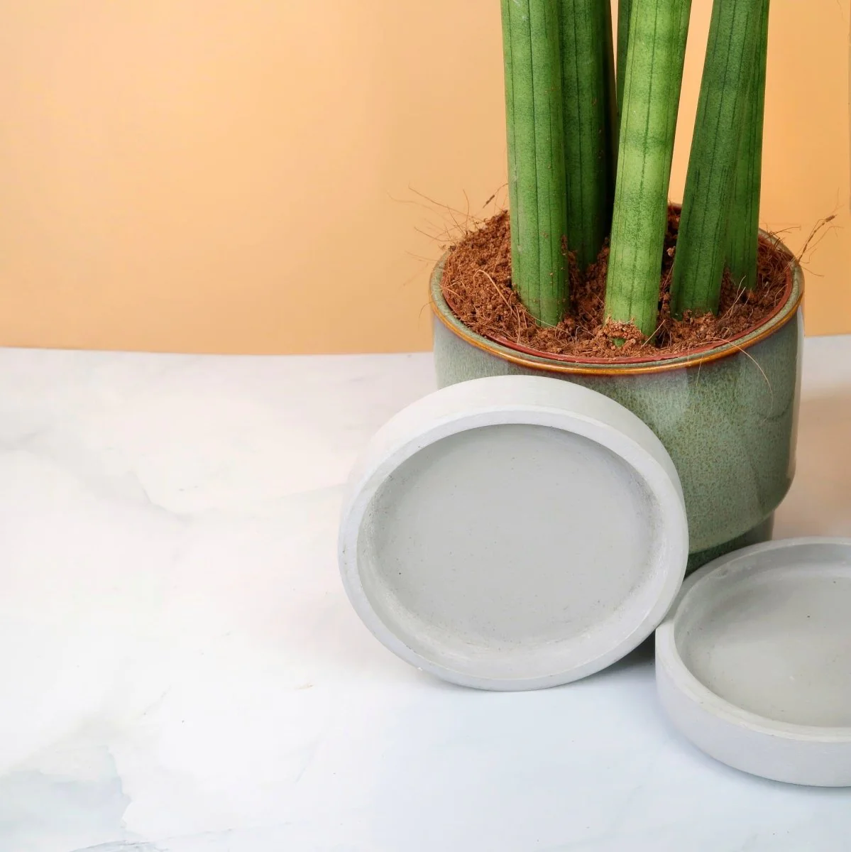 SANSEVIERIA CYLINDRICA STRAIGH - Image 6