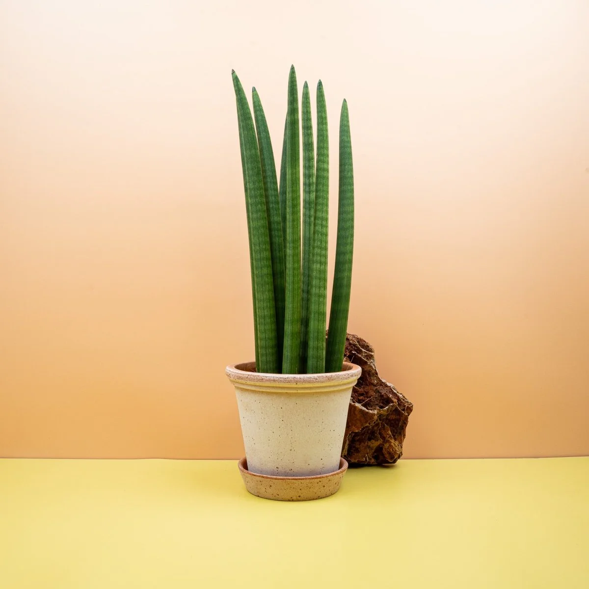 SANSEVIERIA CYLINDRICA STRAIGH - Image 7