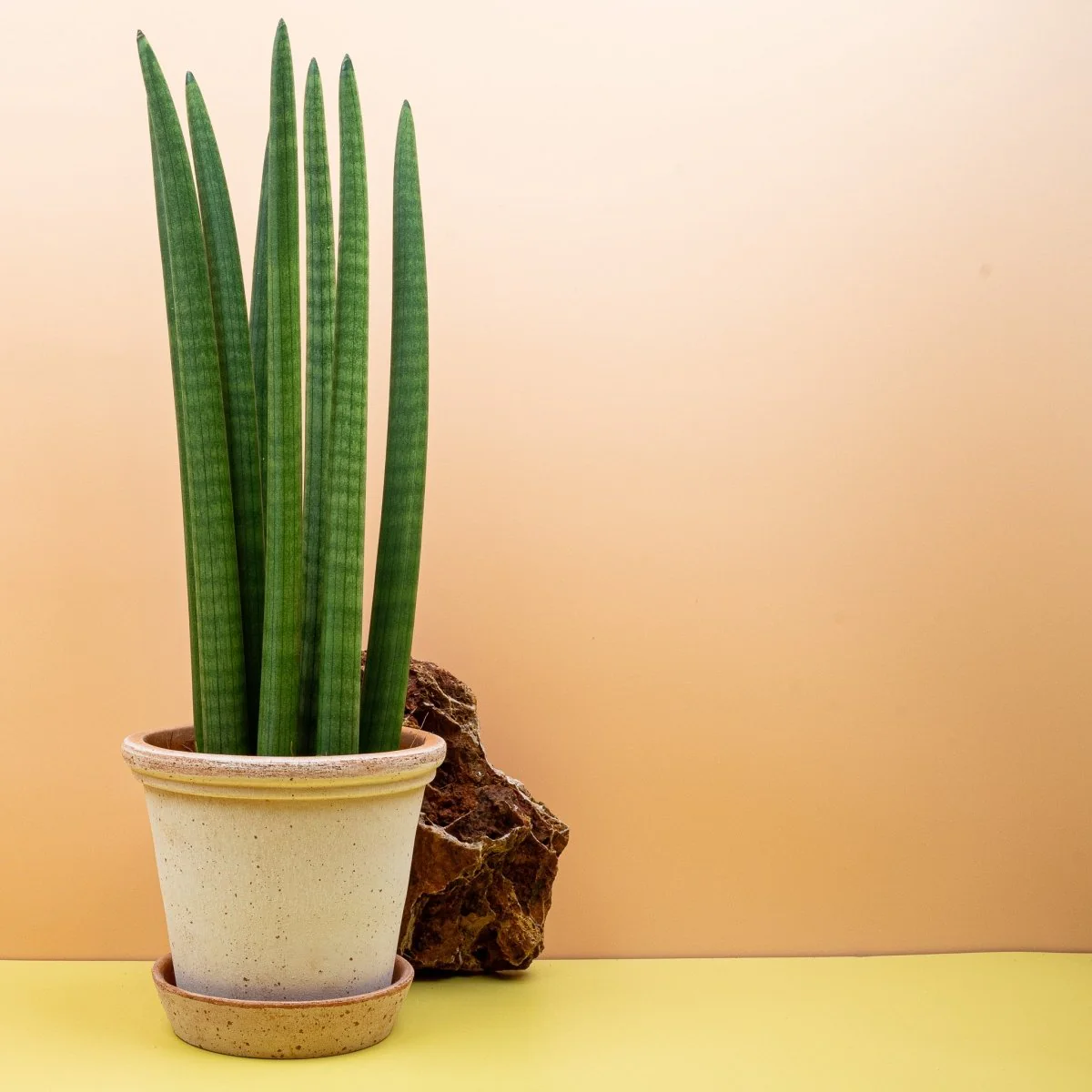 SANSEVIERIA CYLINDRICA STRAIGH - Image 8