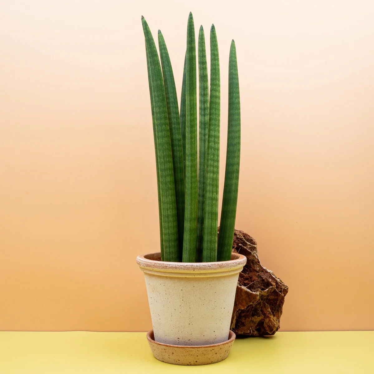 SANSEVIERIA CYLINDRICA STRAIGH - Image 9