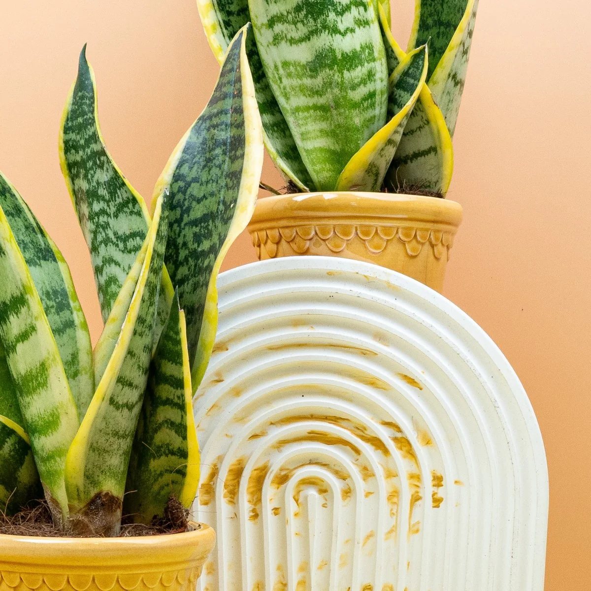 SANSEVIERIA FUTURA SUPERBA - Image 10