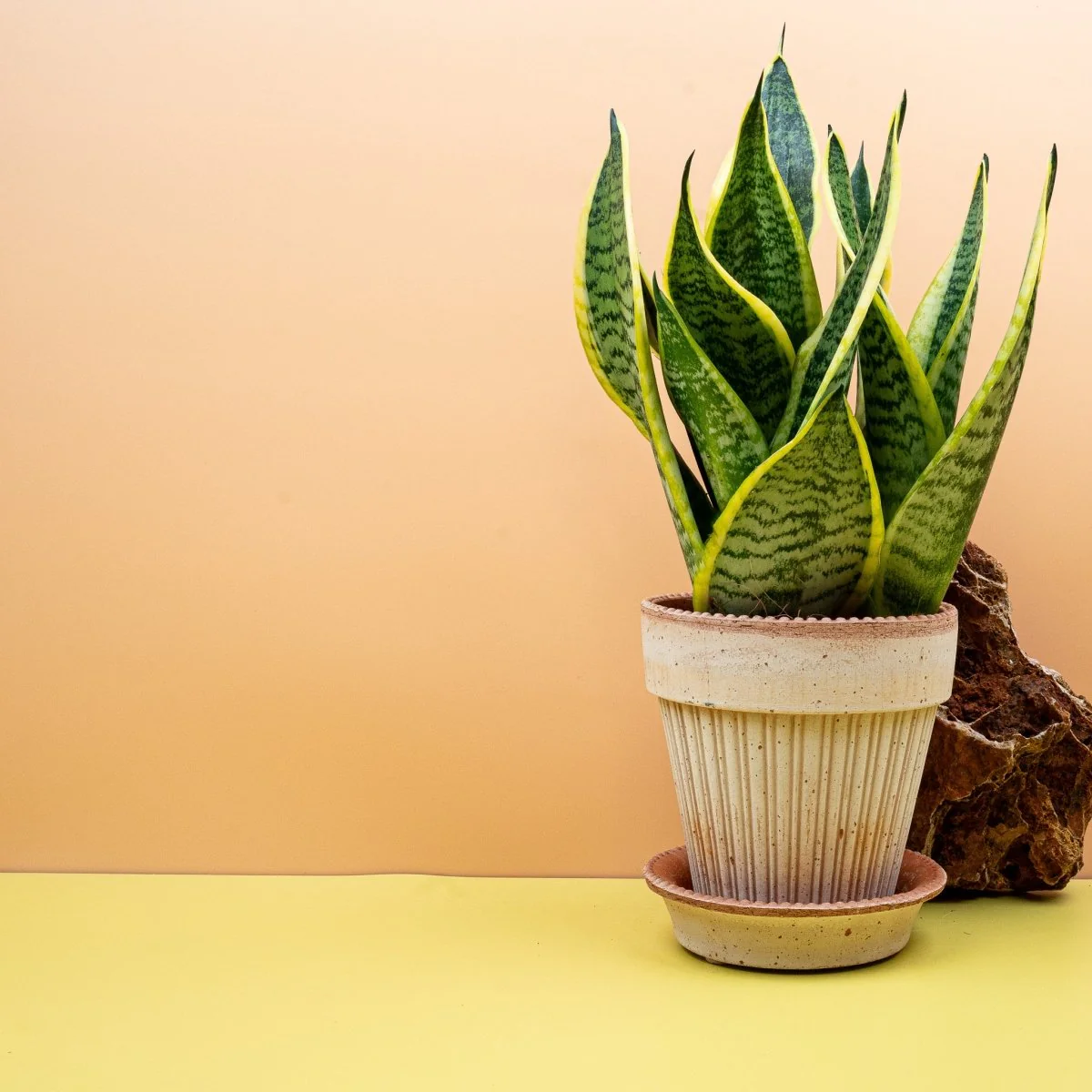 SANSEVIERIA FUTURA SUPERBA - Image 3