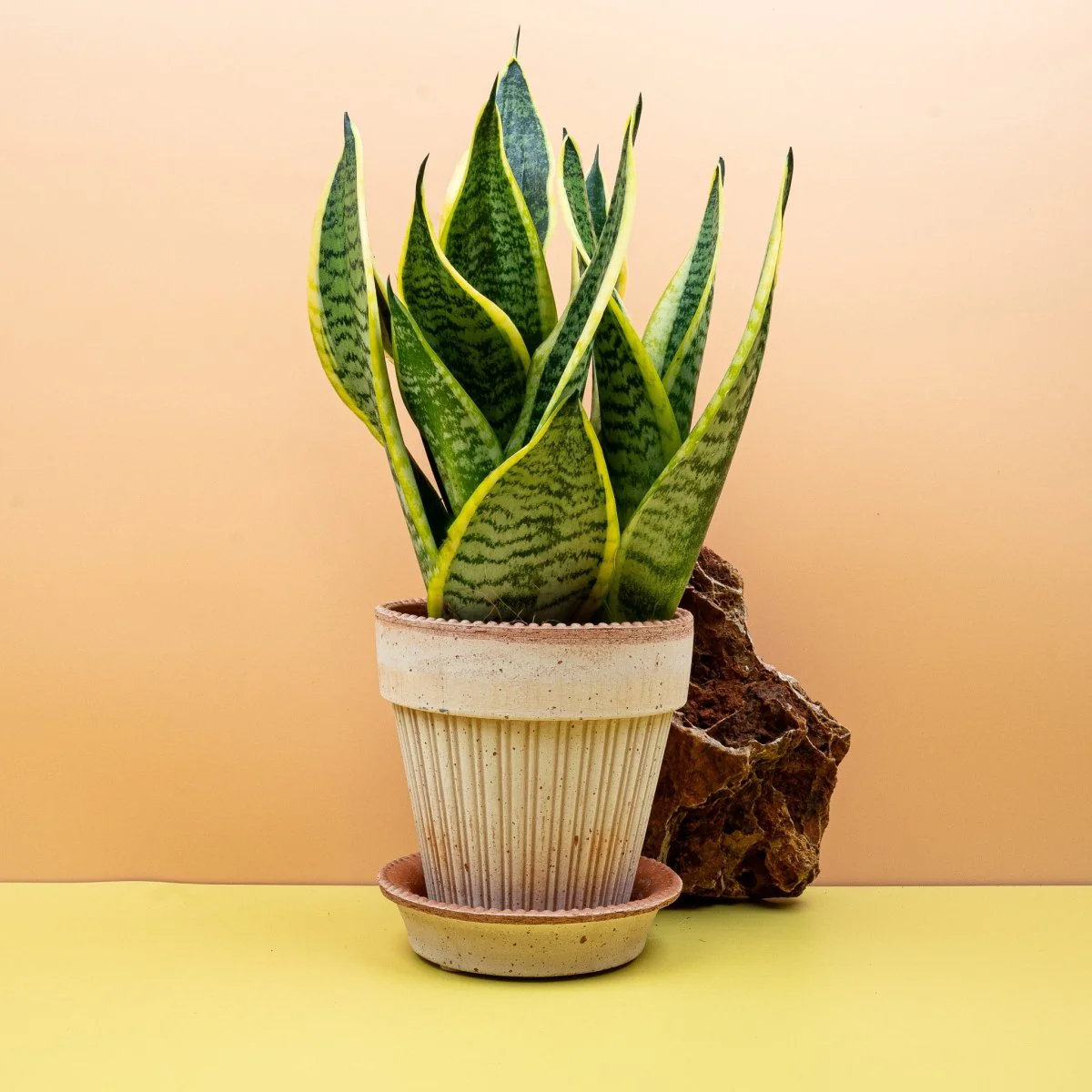 SANSEVIERIA FUTURA SUPERBA - Image 4