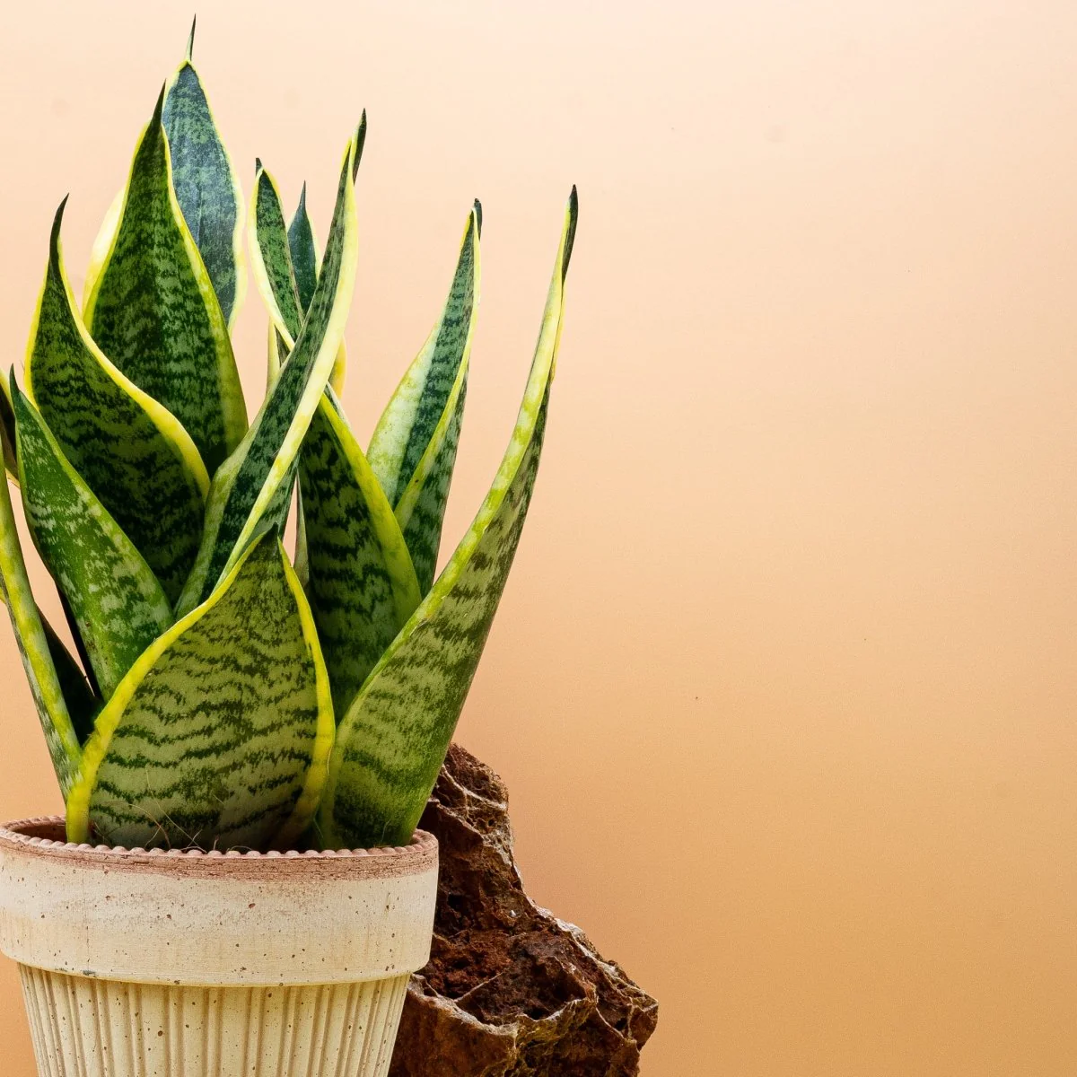 SANSEVIERIA FUTURA SUPERBA - Image 5