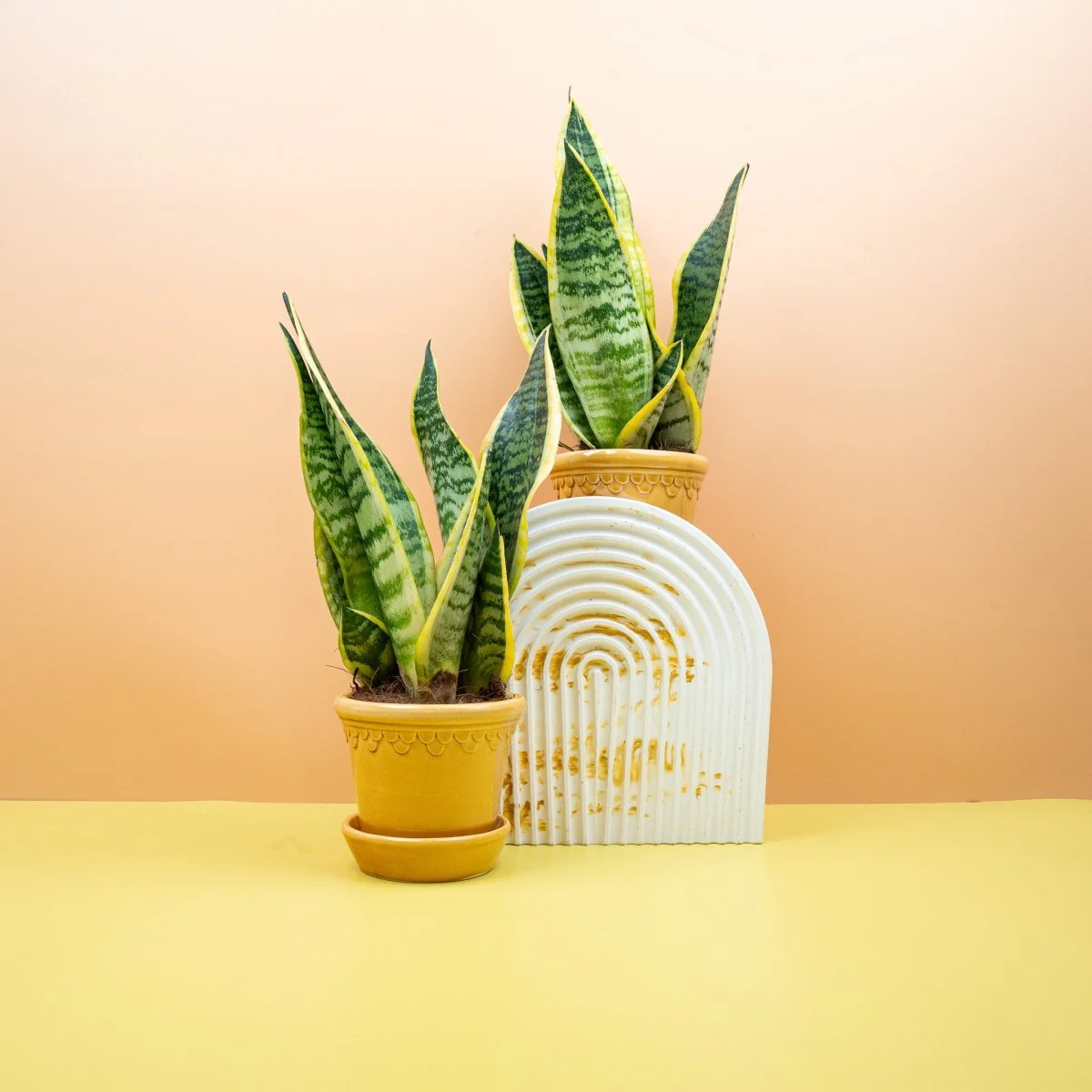 SANSEVIERIA FUTURA SUPERBA - Image 6