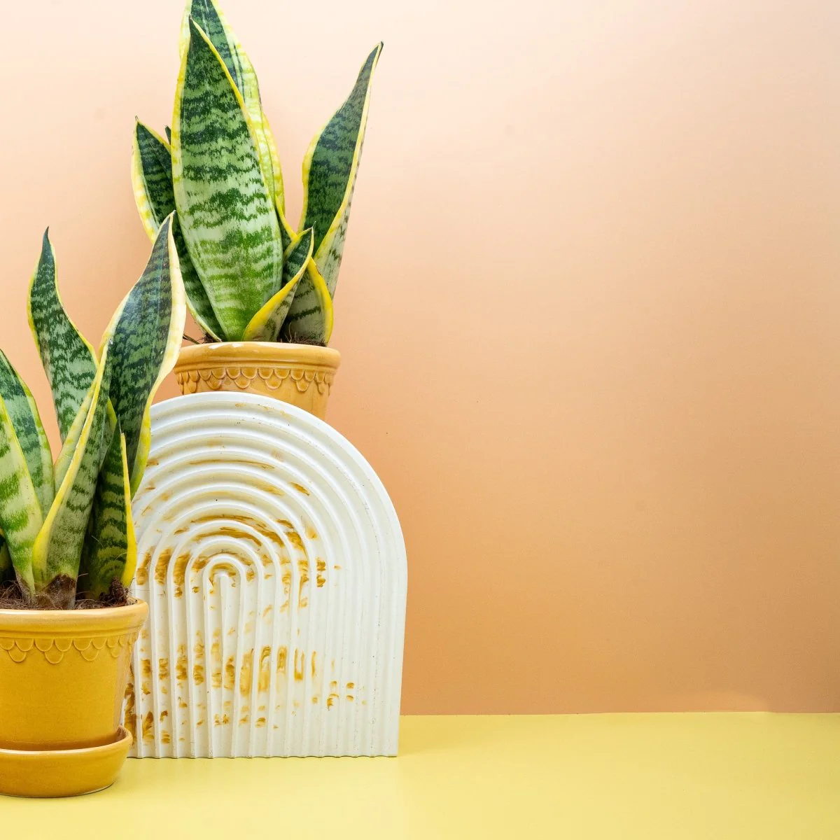 SANSEVIERIA FUTURA SUPERBA - Image 7