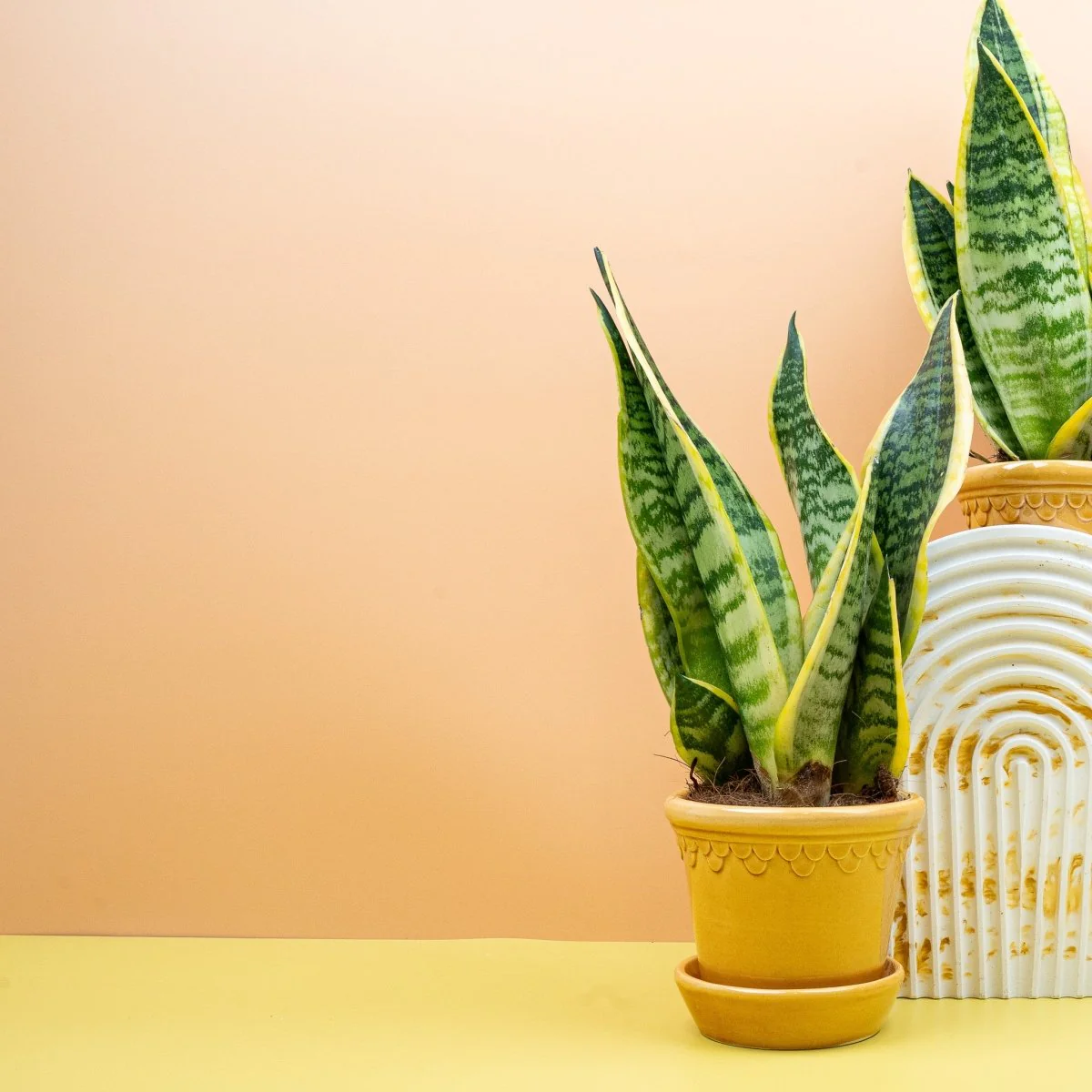 SANSEVIERIA FUTURA SUPERBA - Image 8