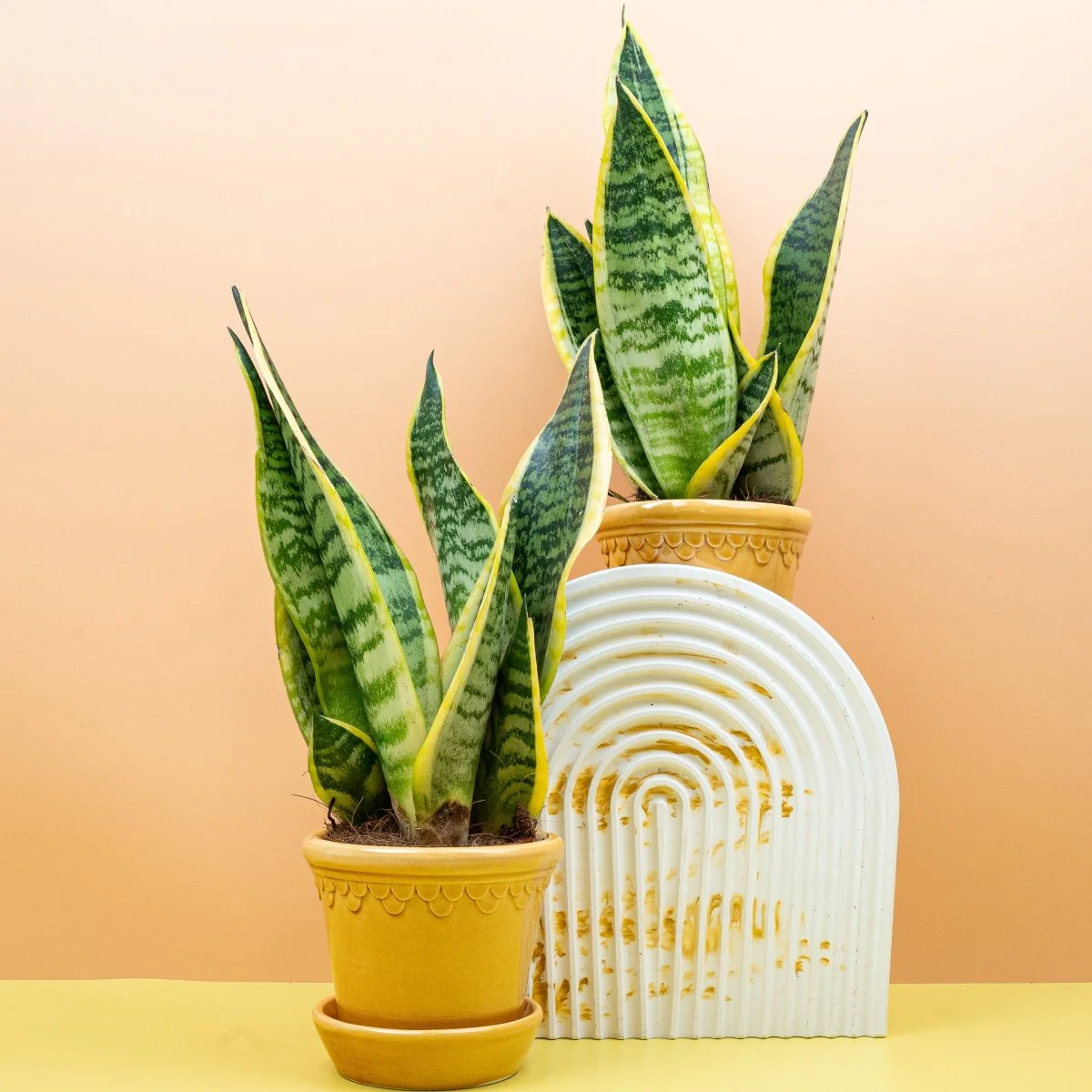 SANSEVIERIA FUTURA SUPERBA - Image 9