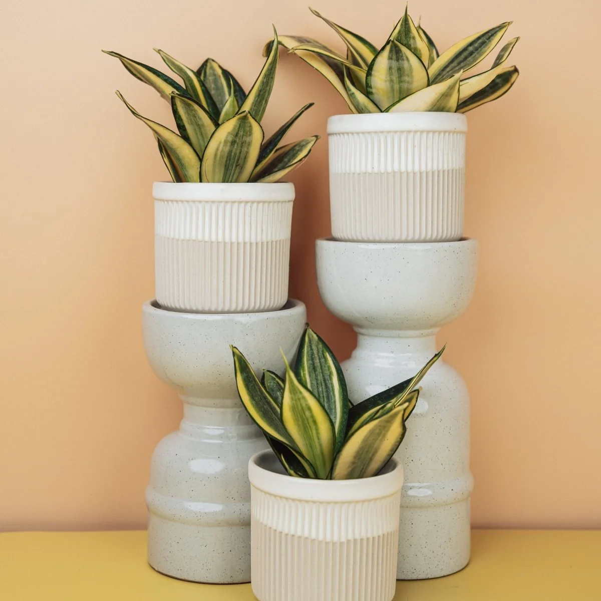 SANSEVIERIA GOLDEN HAHNII - Image 10