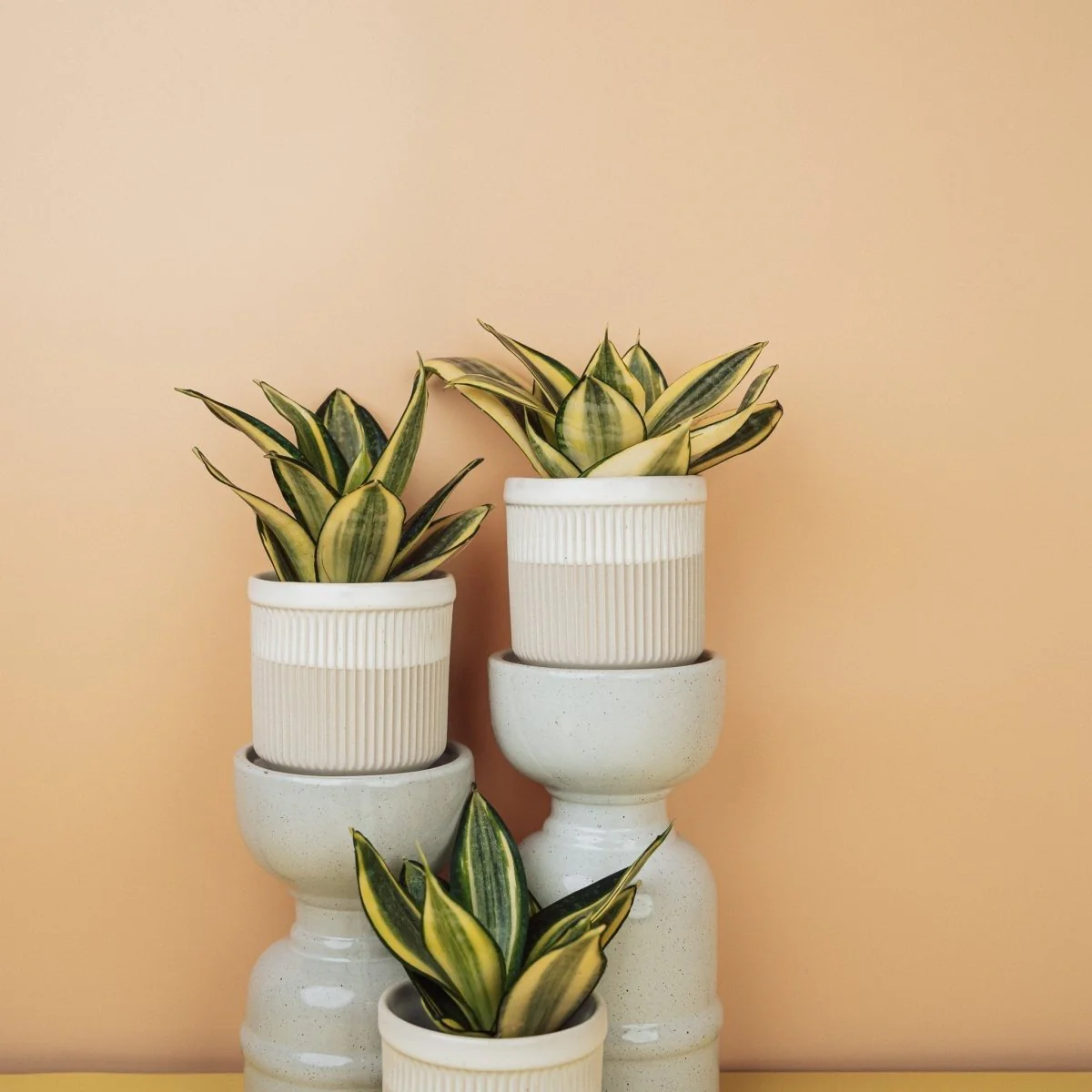 SANSEVIERIA GOLDEN HAHNII - Image 11